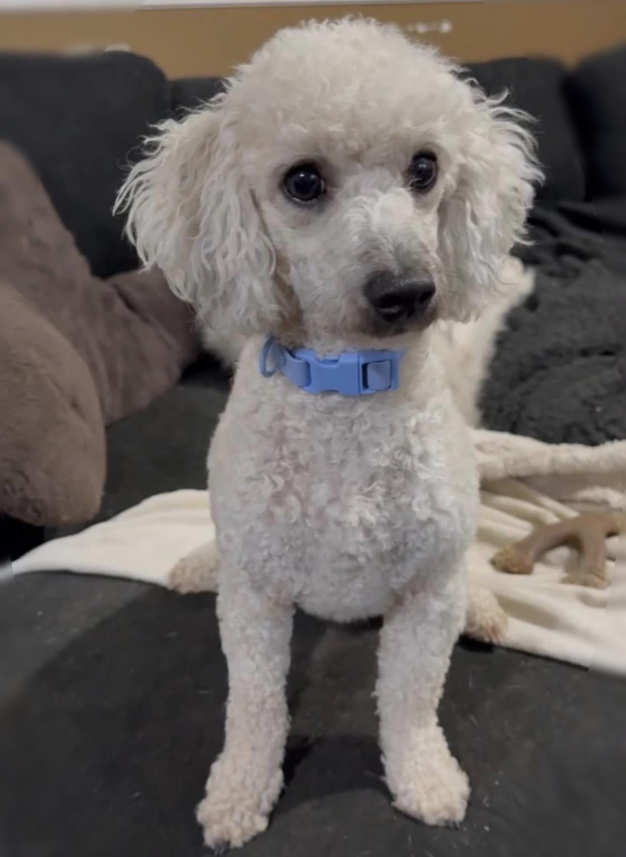 Olaf, Adoptable, Young Male Miniature Poodle.