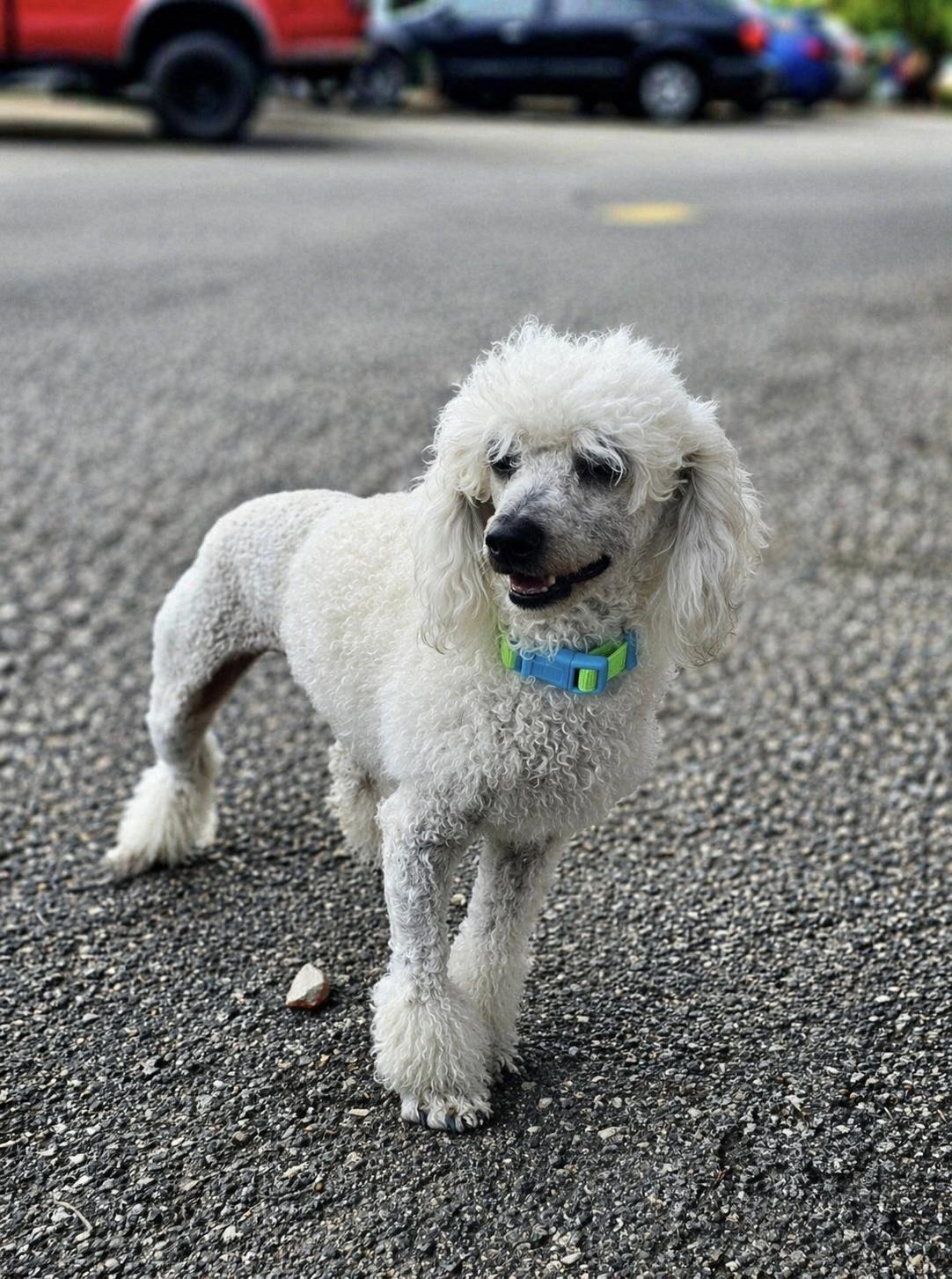 Enlarge Olaf, a Adoptable Miniature Poodle in Floresville, TX image 3/4