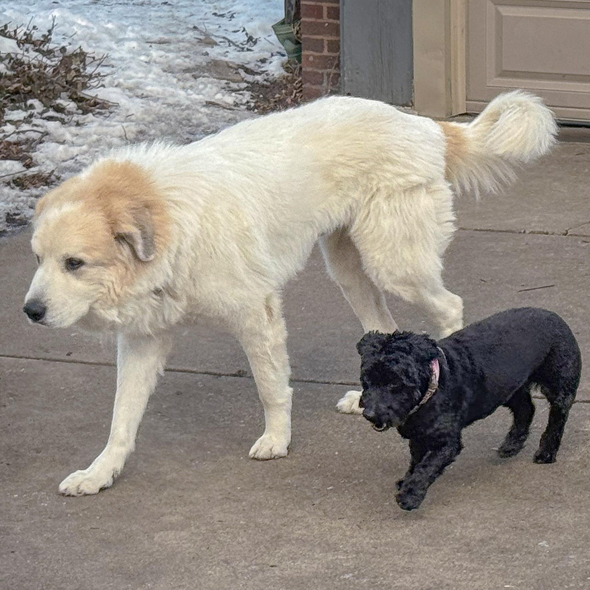 Enlarge Shep, an adopted mixed breed in Huntley, IL image 3/6