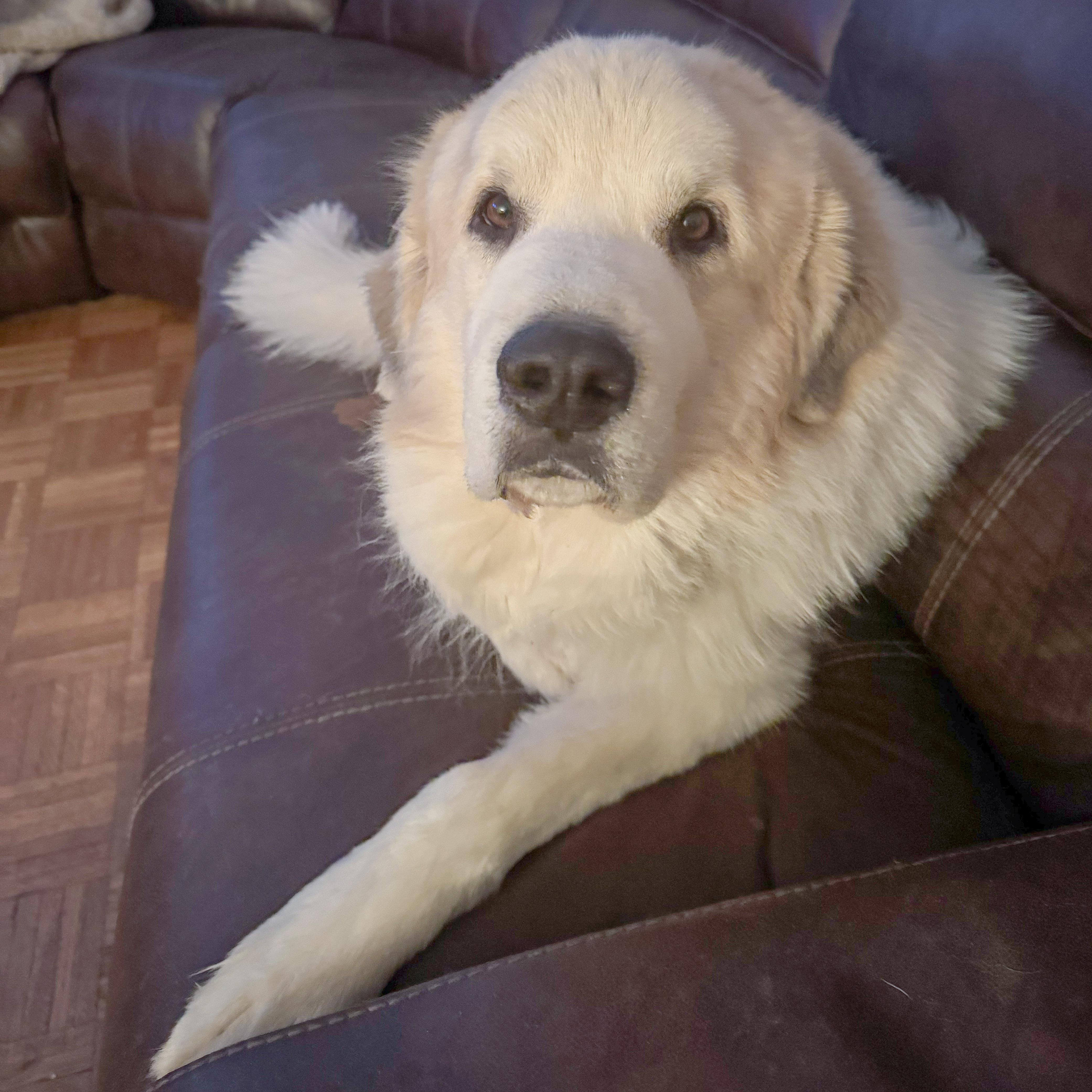 Enlarge Shep, an adopted mixed breed in Huntley, IL image 2/6