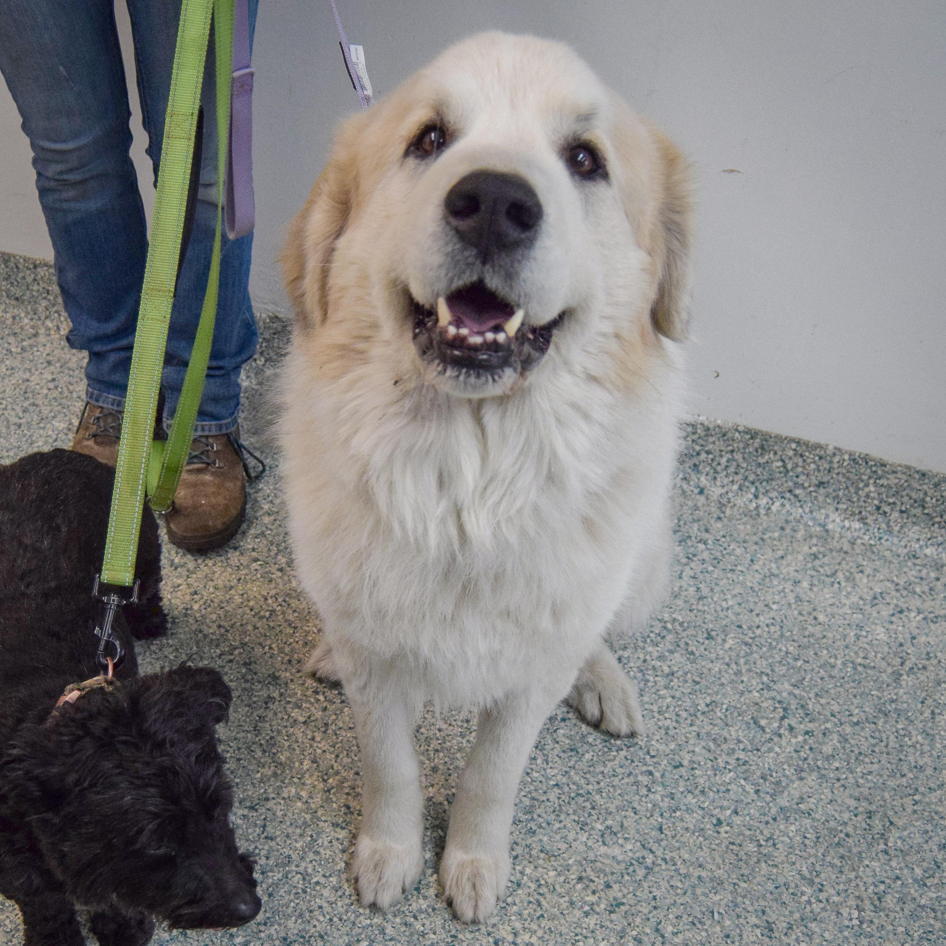 Enlarge Shep, an adopted mixed breed in Huntley, IL image 5/6