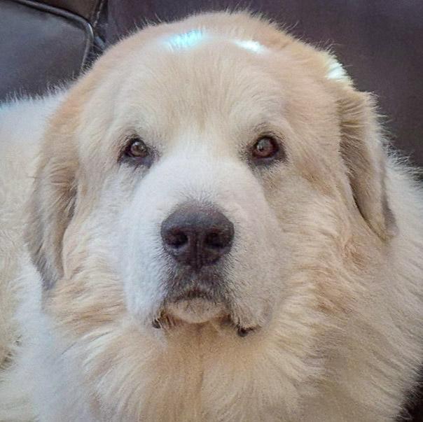 Enlarge Shep, an adopted mixed breed in Huntley, IL image 1/6