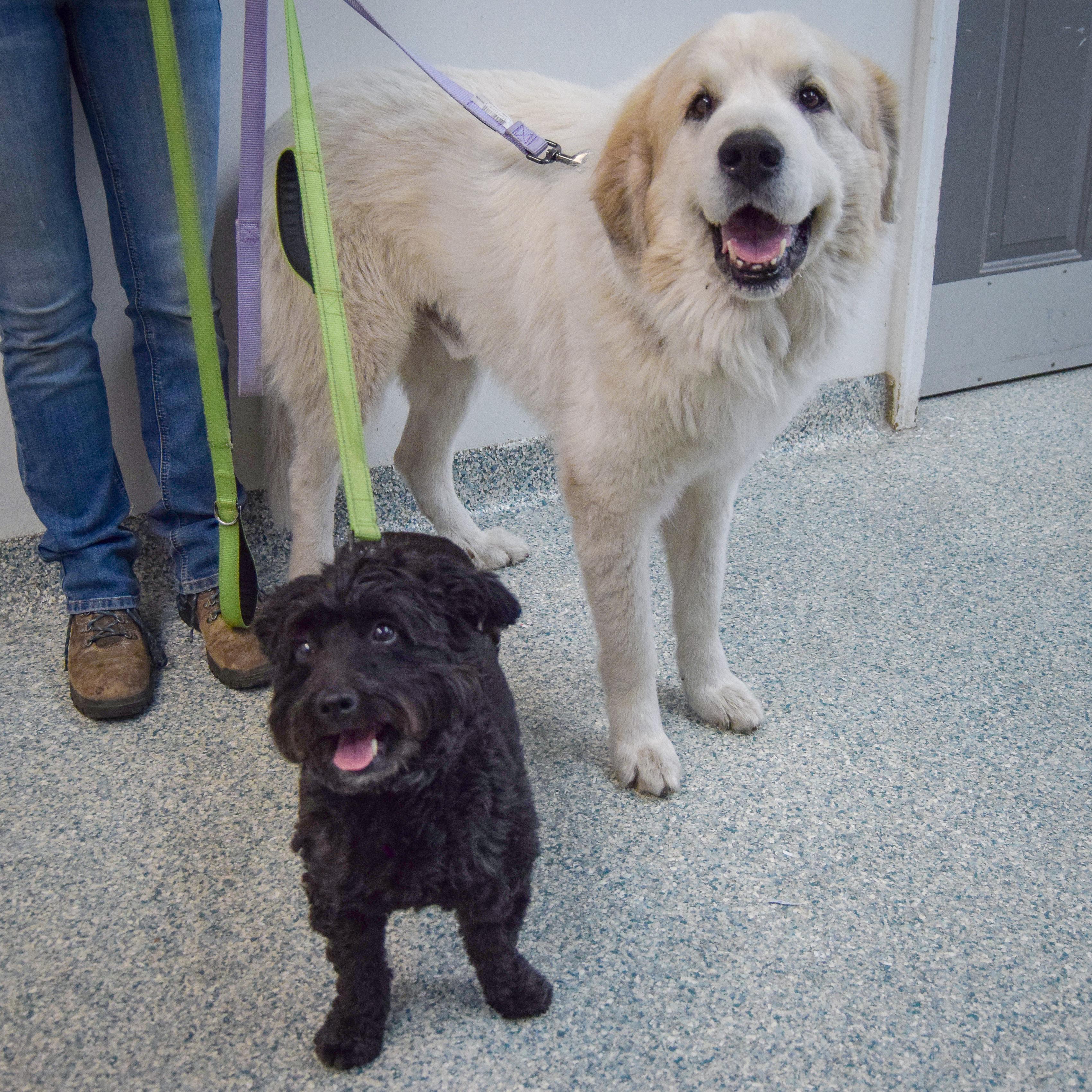 Enlarge Shep, an adopted mixed breed in Huntley, IL image 4/6