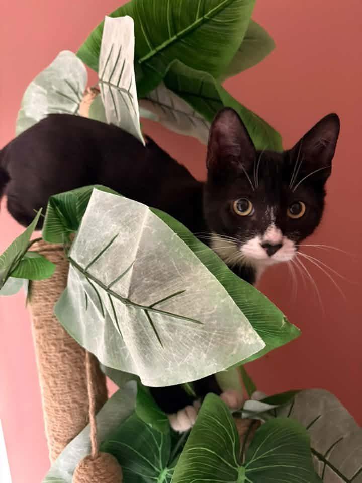 Enlarge Ryland, a Adoptable Domestic Short Hair in Breinigsville, PA image 1/1