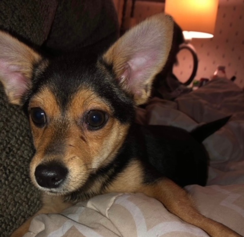 Max, a Adoptable mixed breed in Union Grove, WI image 1/4