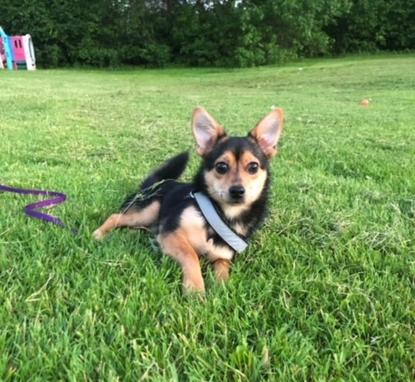 Max, a Adoptable mixed breed in Union Grove, WI image 2/4