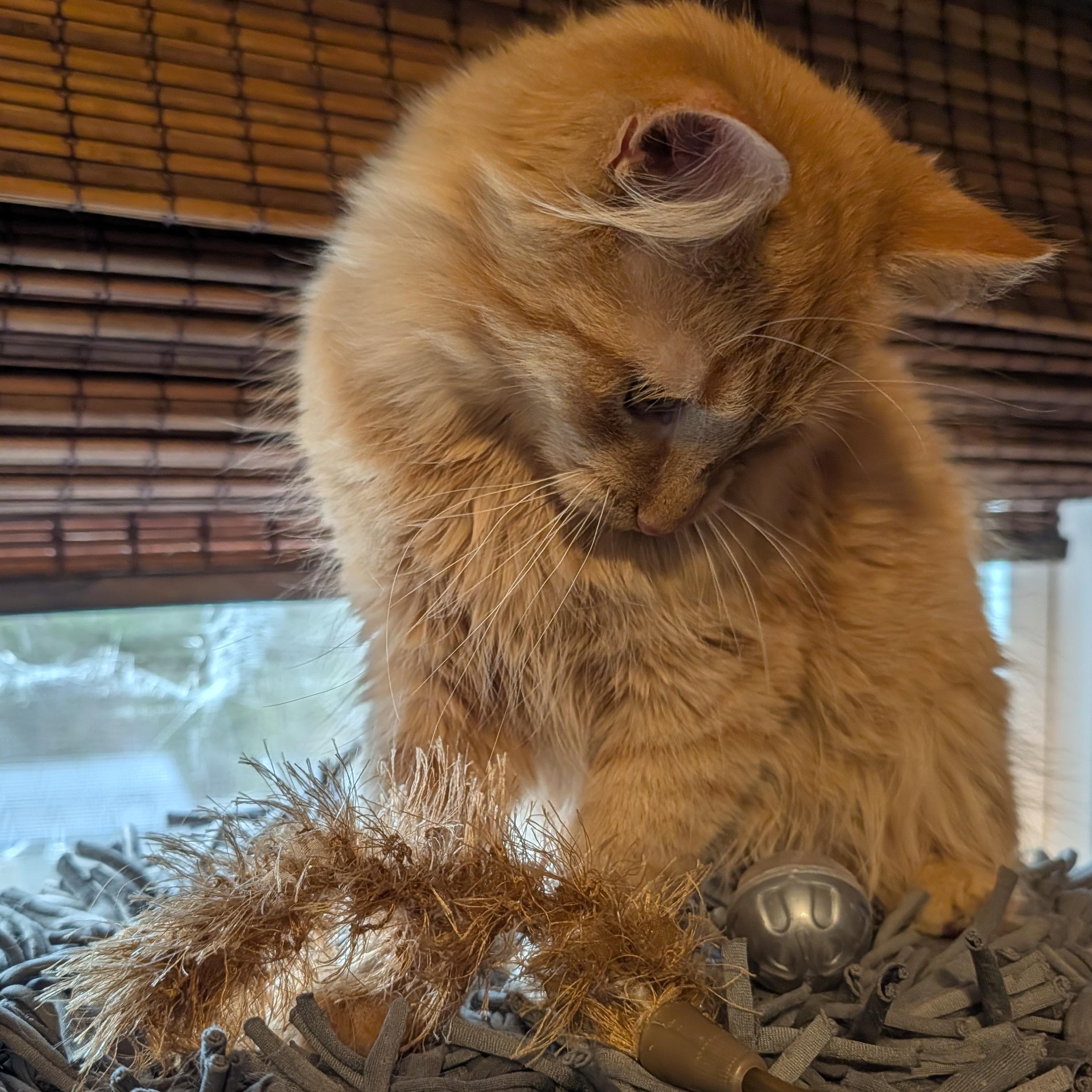 Enlarge Finn , a ADOPTABLE Domestic Medium Hair in Huntington, MA image 1/6