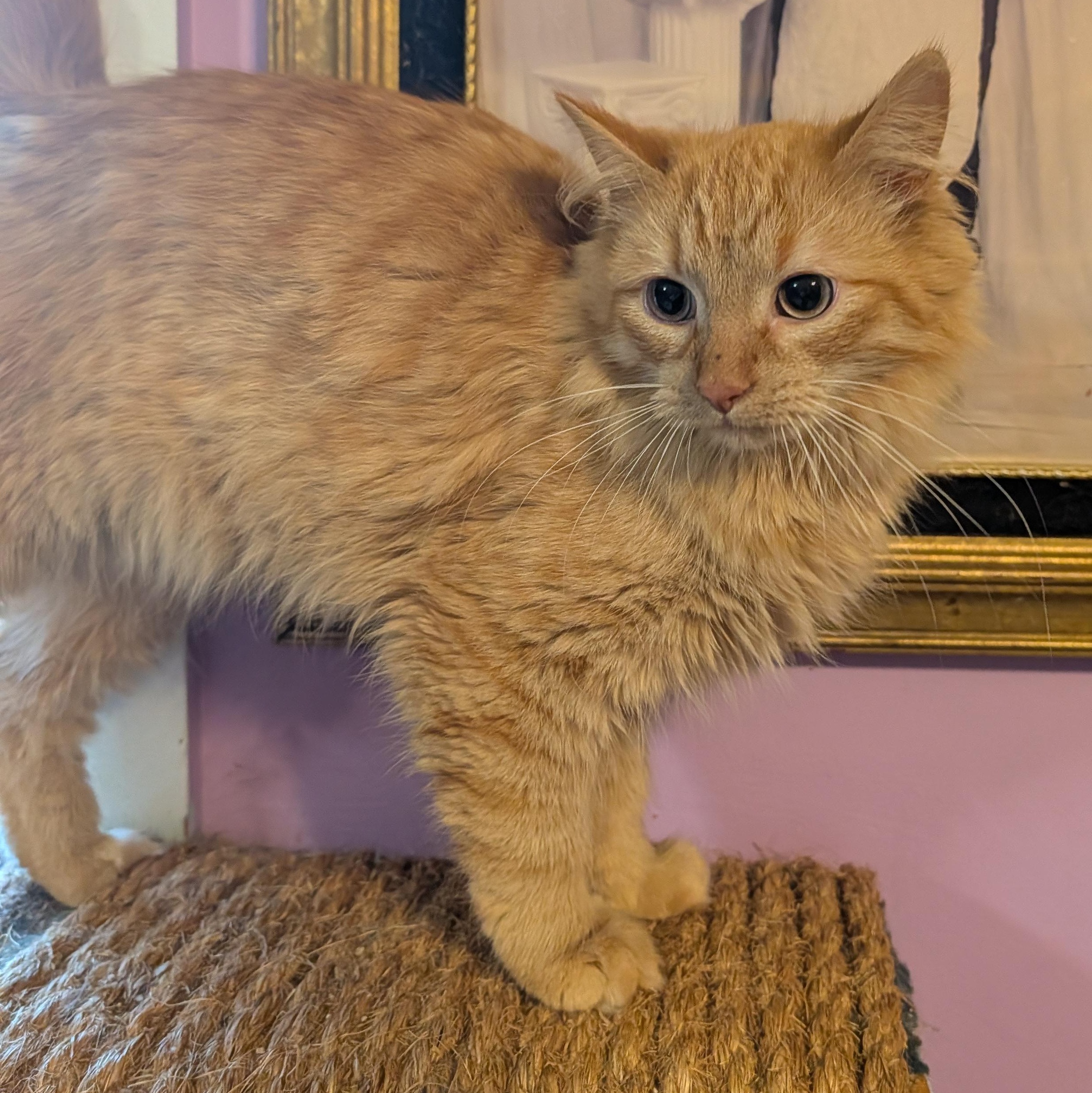 Enlarge Finn , a ADOPTABLE Domestic Medium Hair in Huntington, MA image 6/6