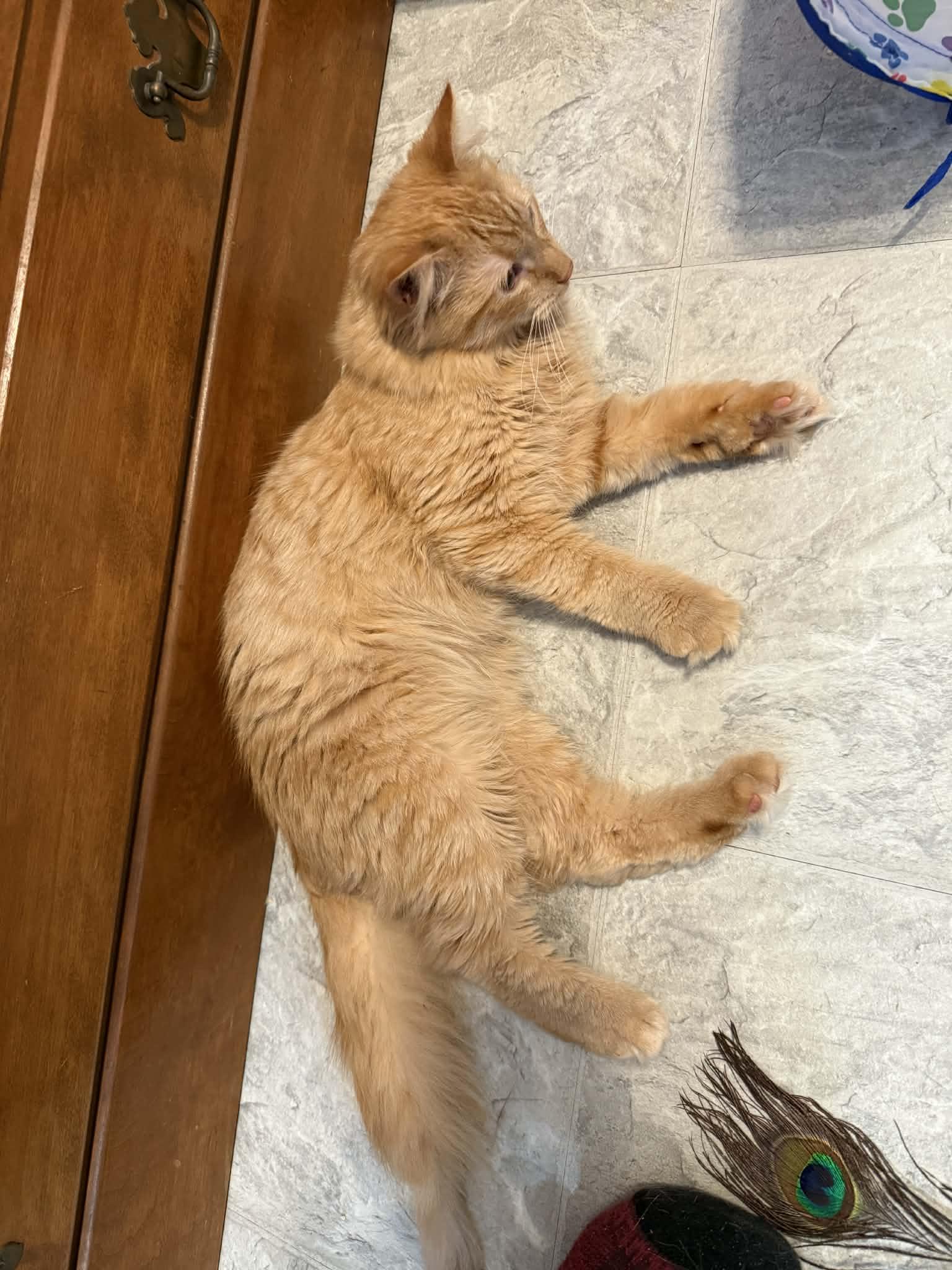 Enlarge Itsy, a ADOPTABLE Domestic Medium Hair in Huntington, MA image 5/6