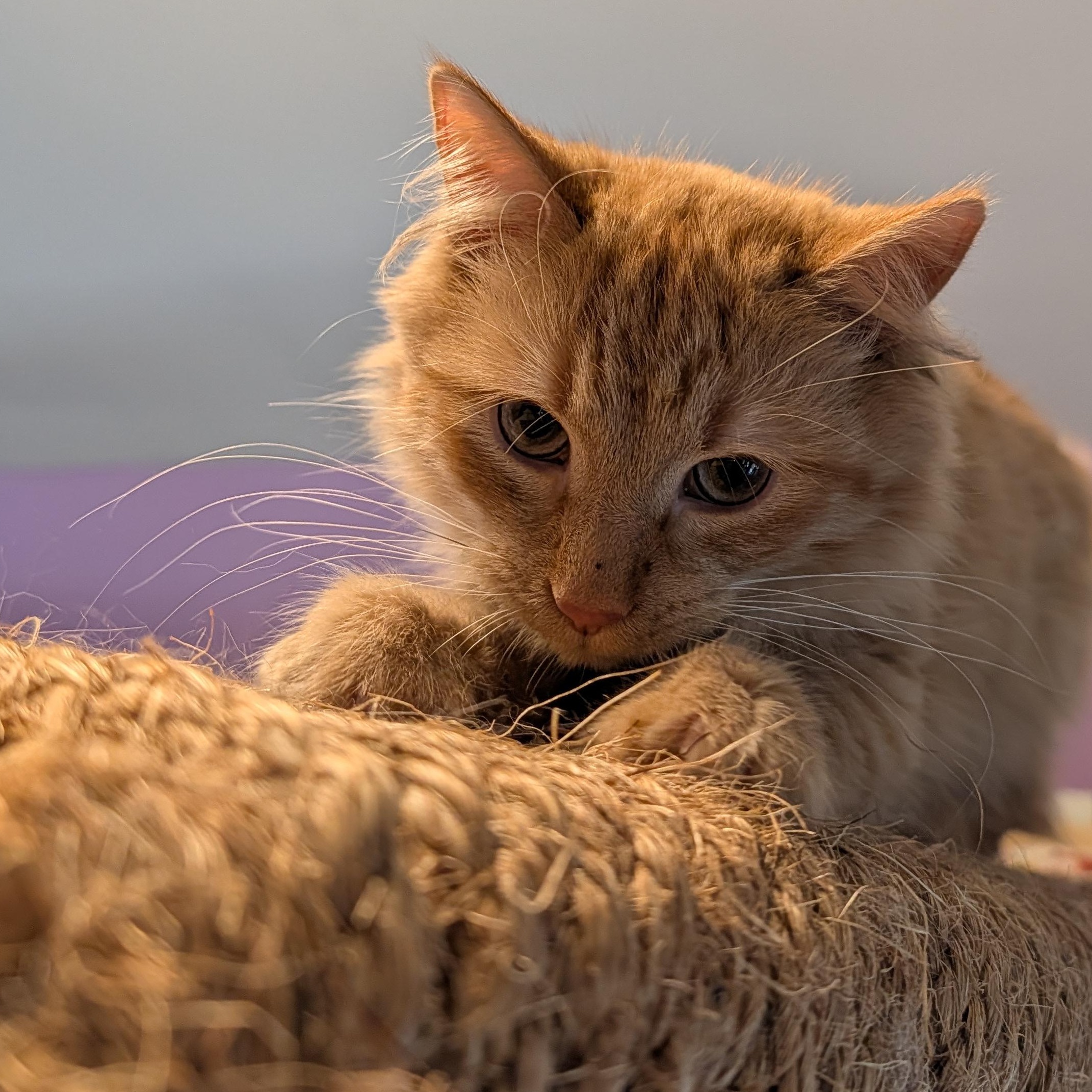 Enlarge Finn , a ADOPTABLE Domestic Medium Hair in Huntington, MA image 4/6