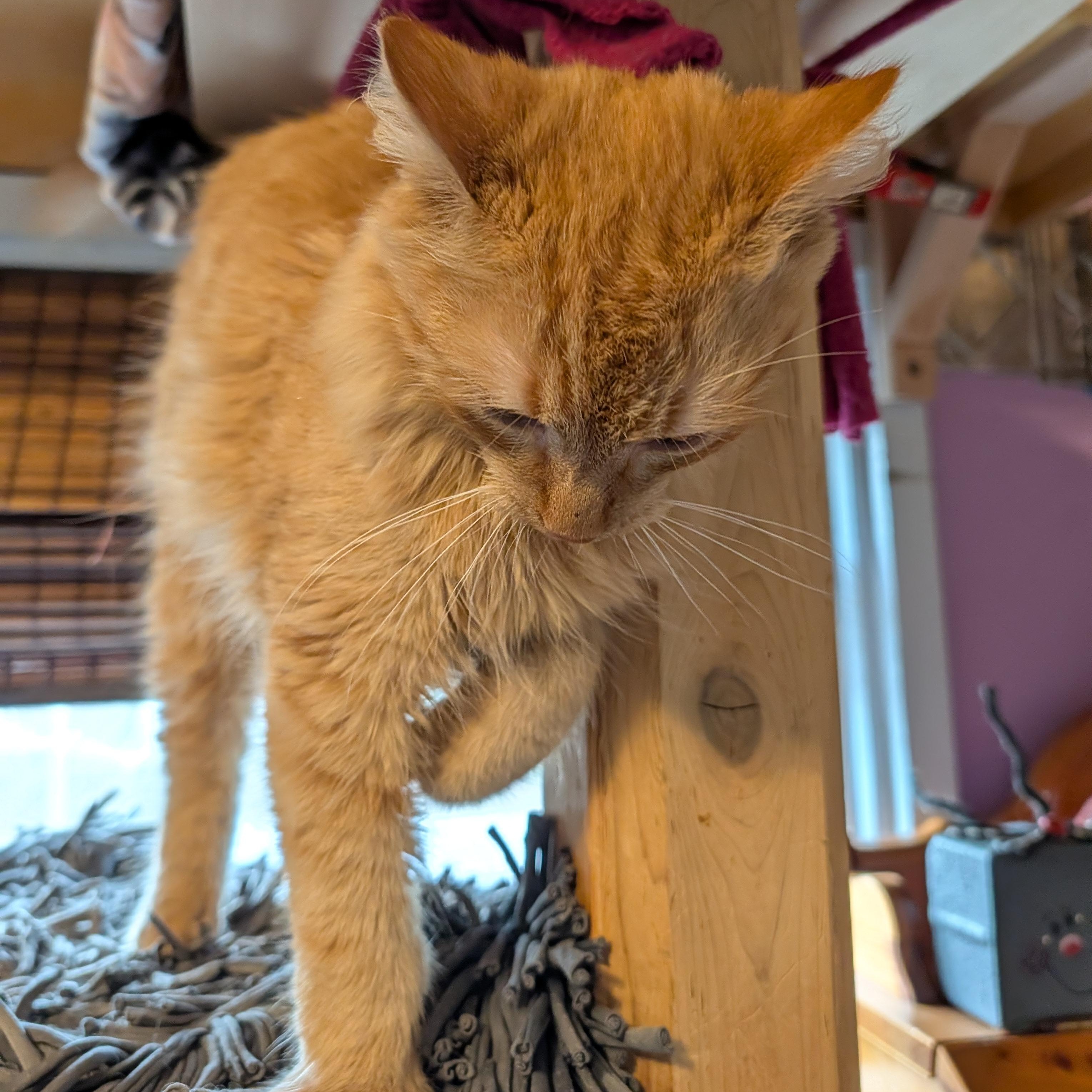 Itsy, ADOPTABLE, Young Male Domestic Medium Hair.