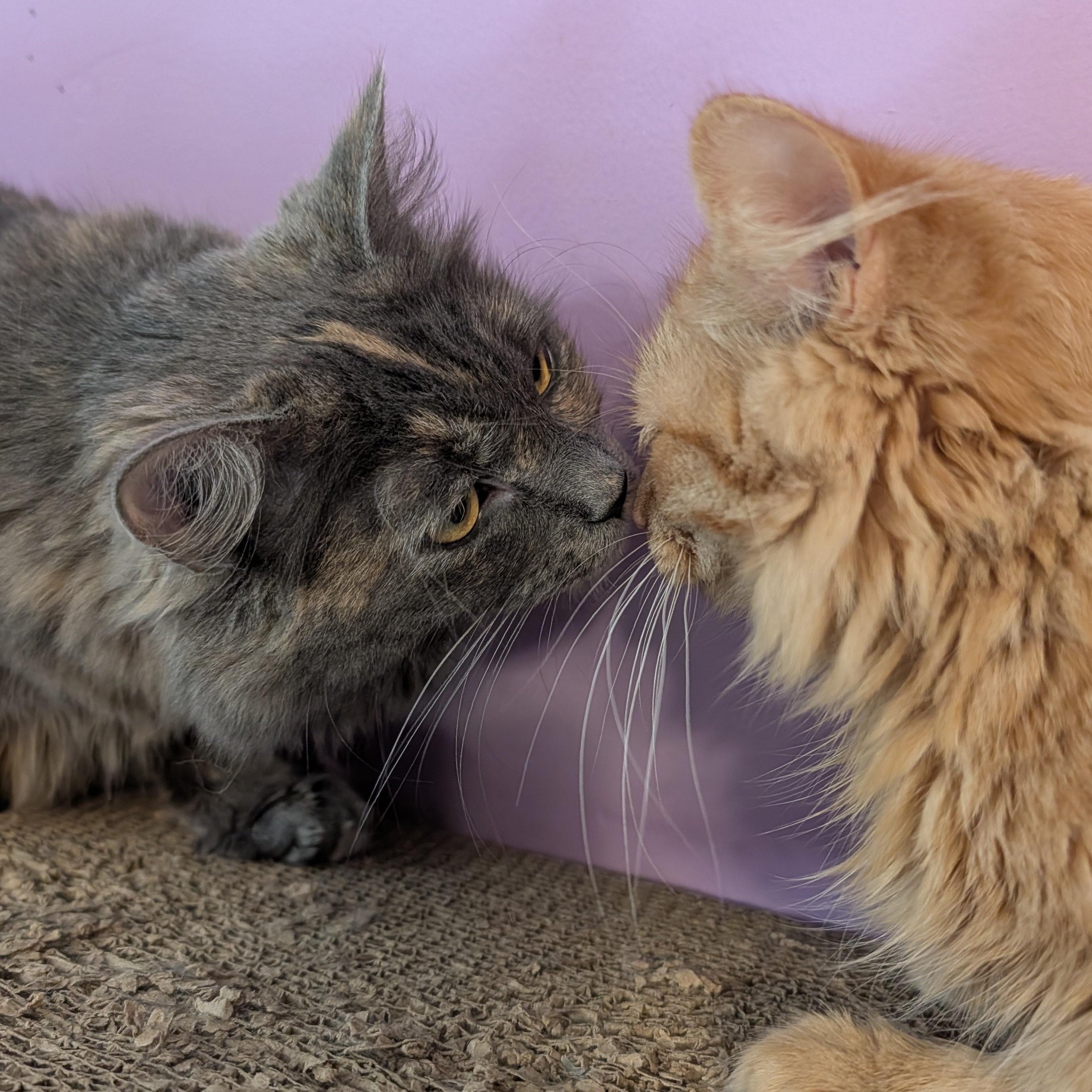 Enlarge Finn , a ADOPTABLE Domestic Medium Hair in Huntington, MA image 3/6