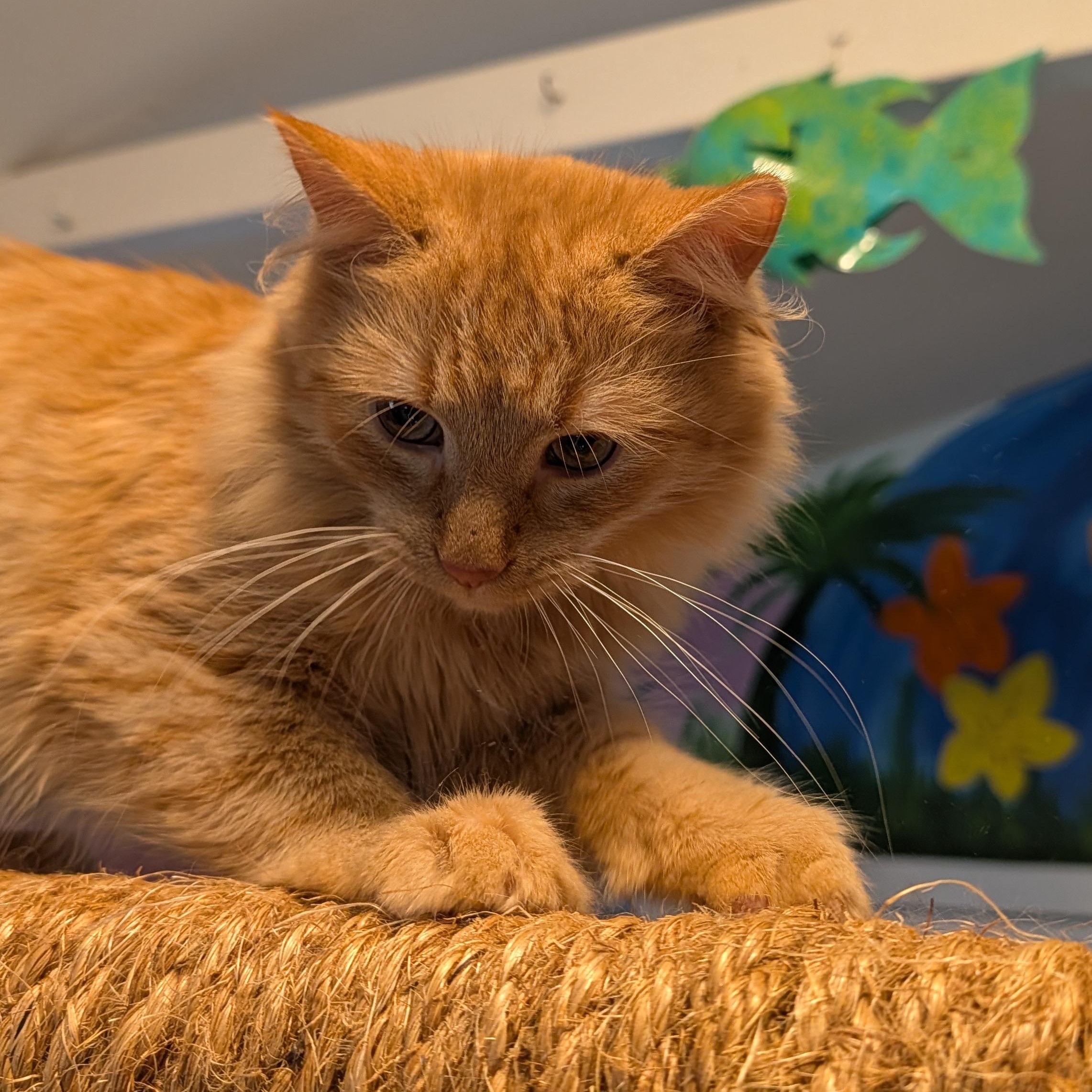 Enlarge Finn , a ADOPTABLE Domestic Medium Hair in Huntington, MA image 2/6