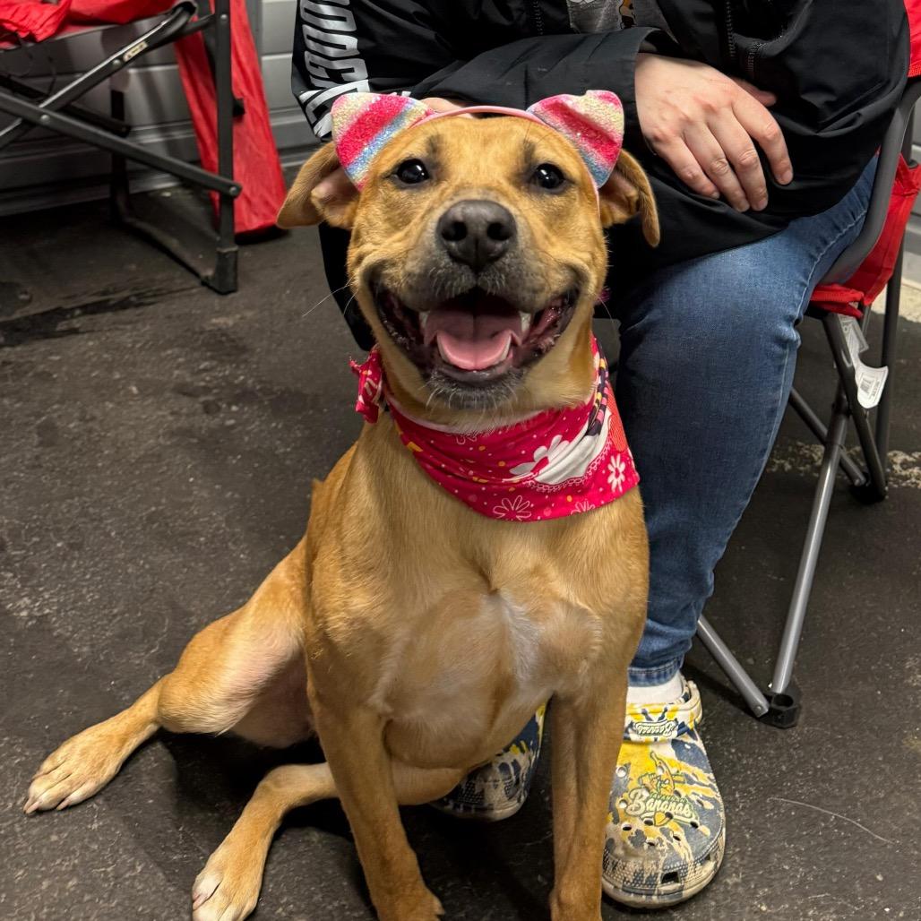 Sunny, an adoptable Mixed Breed in Medford, NY image 3/6