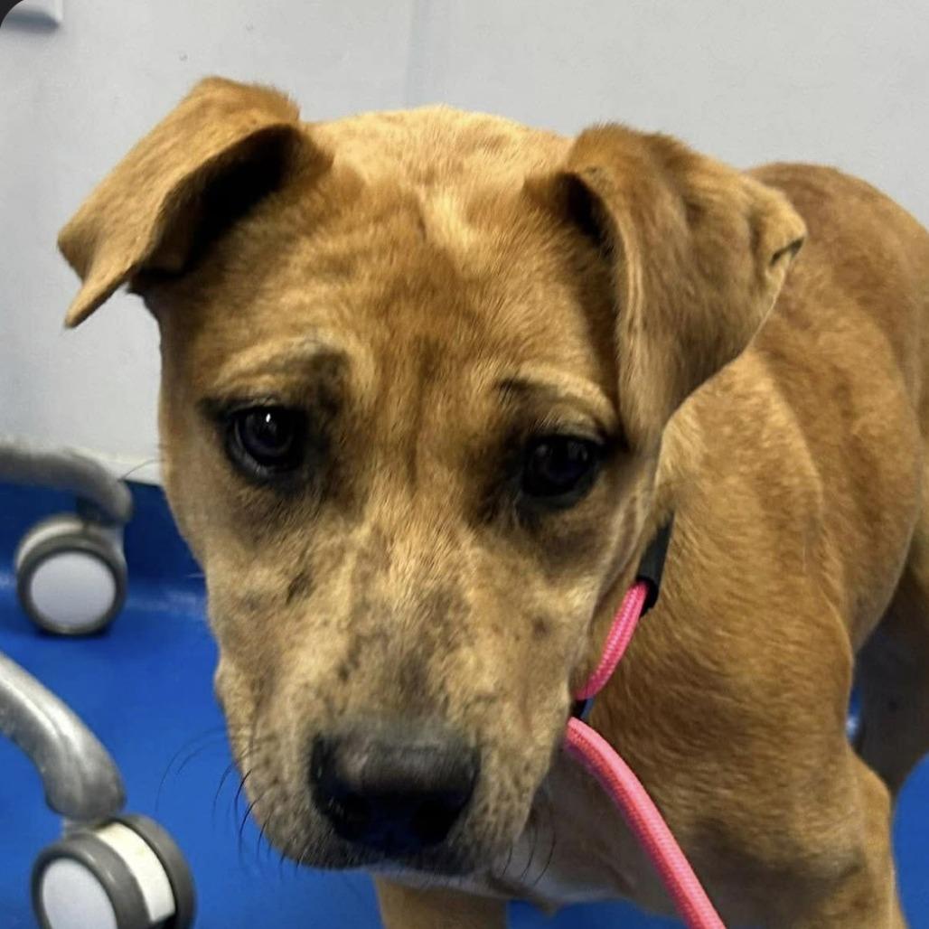 Enlarge Sunny, a ADOPTABLE Mixed Breed in Medford, NY image 4/5