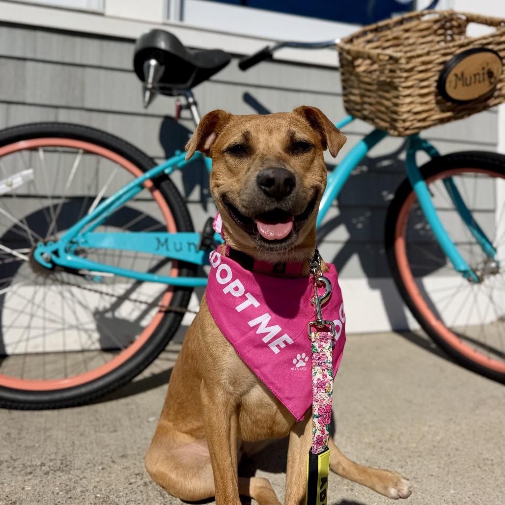 Sunny, adoptable, Puppy Female Mixed Breed.