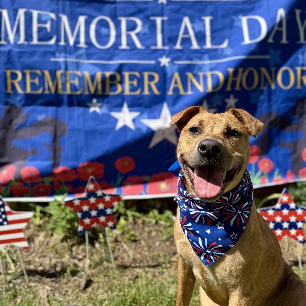 Sunny, an adoptable Mixed Breed in Medford, NY image 2/6
