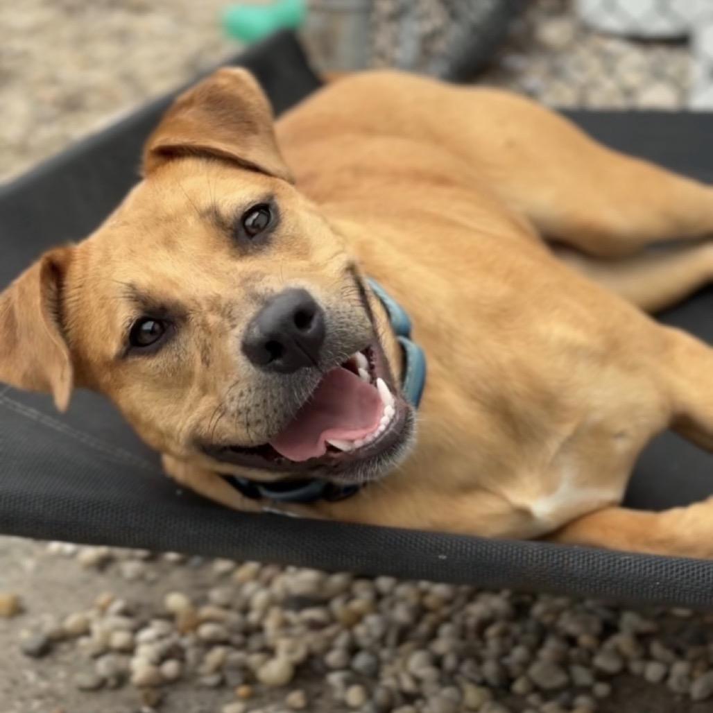 Enlarge Sunny, a ADOPTABLE Mixed Breed in Medford, NY image 2/5