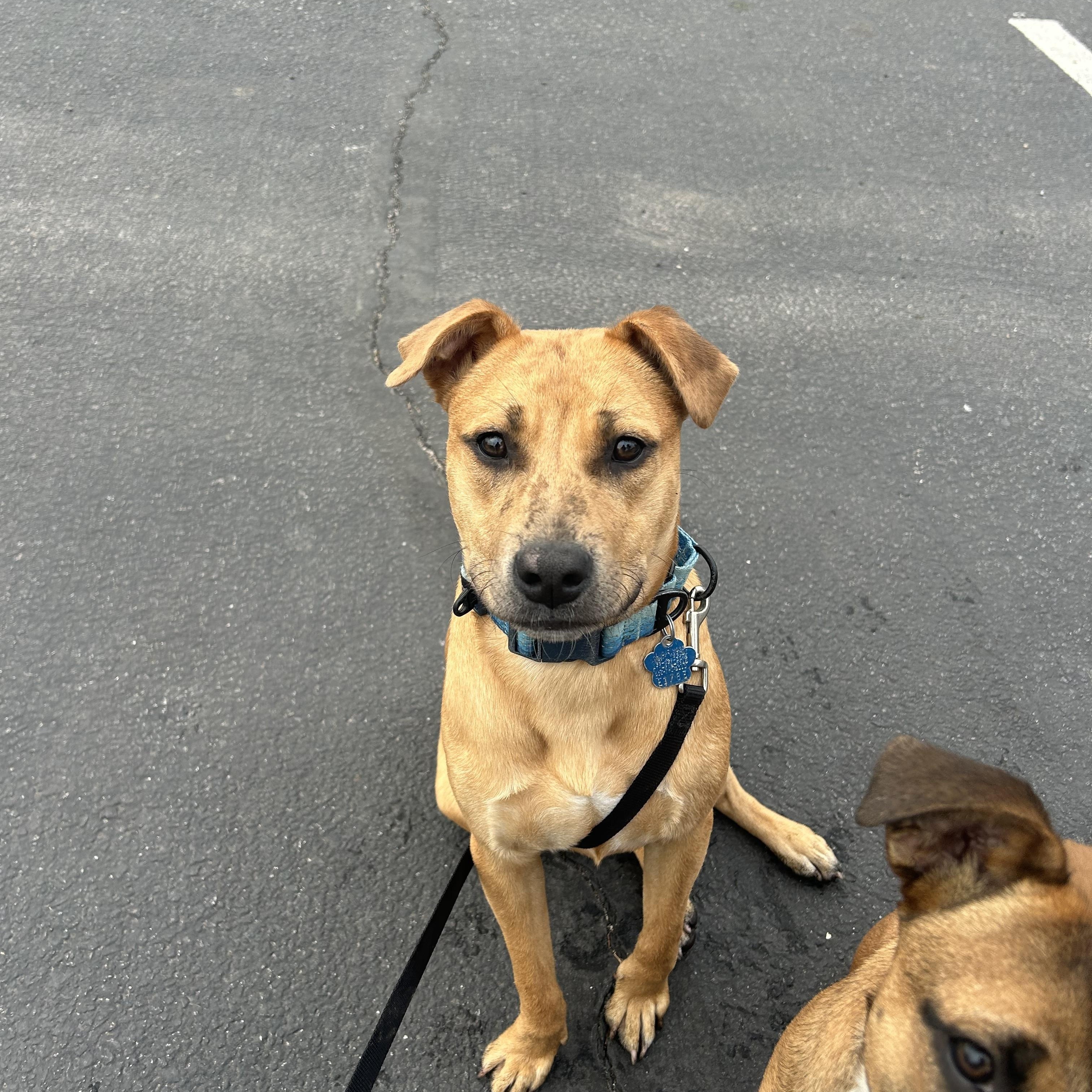 Enlarge Sunny, a ADOPTABLE Mixed Breed in Medford, NY image 5/5