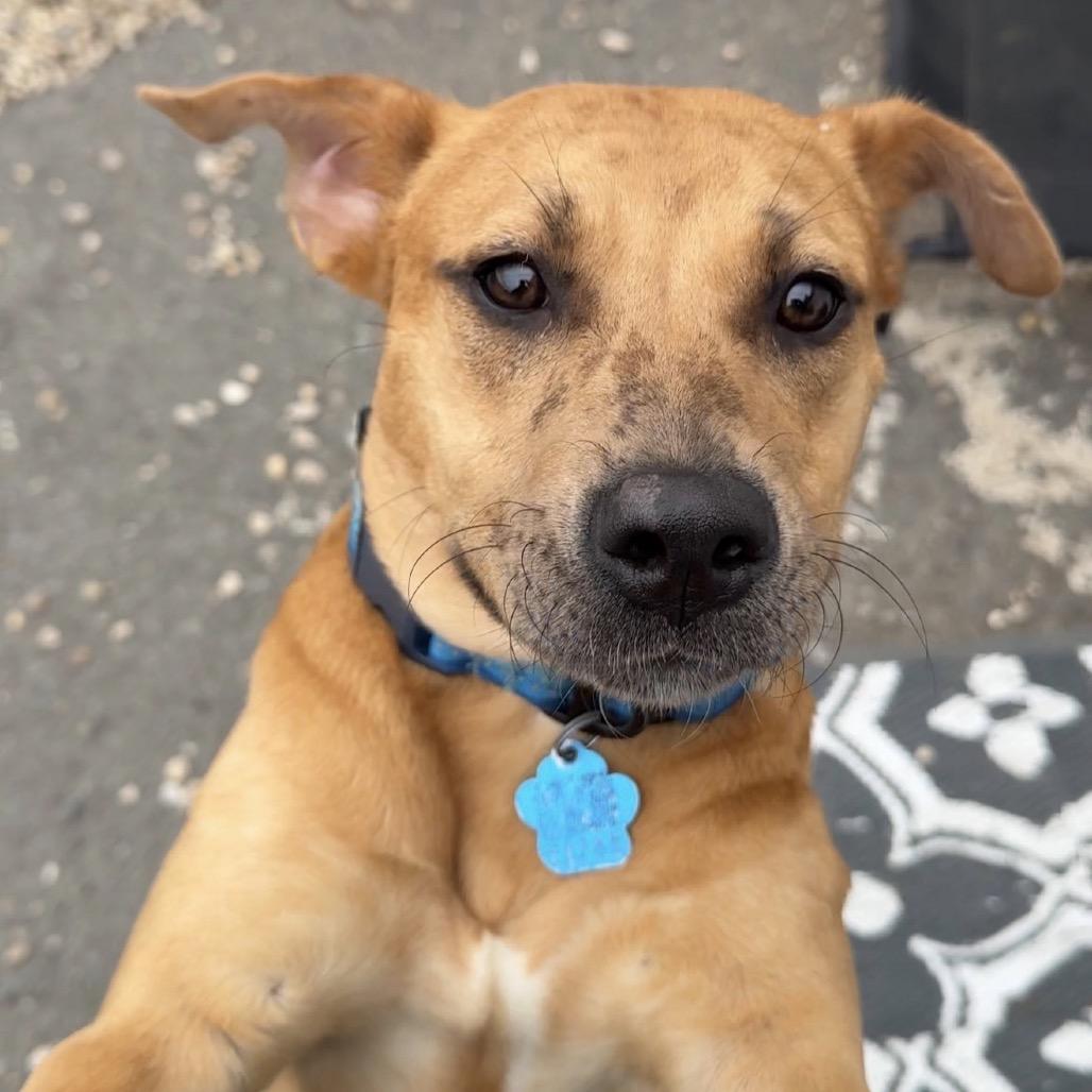 Enlarge Sunny, a ADOPTABLE Mixed Breed in Medford, NY image 1/5