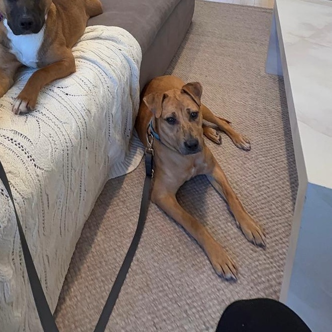 Enlarge Sunny, a ADOPTABLE Mixed Breed in Medford, NY image 3/5