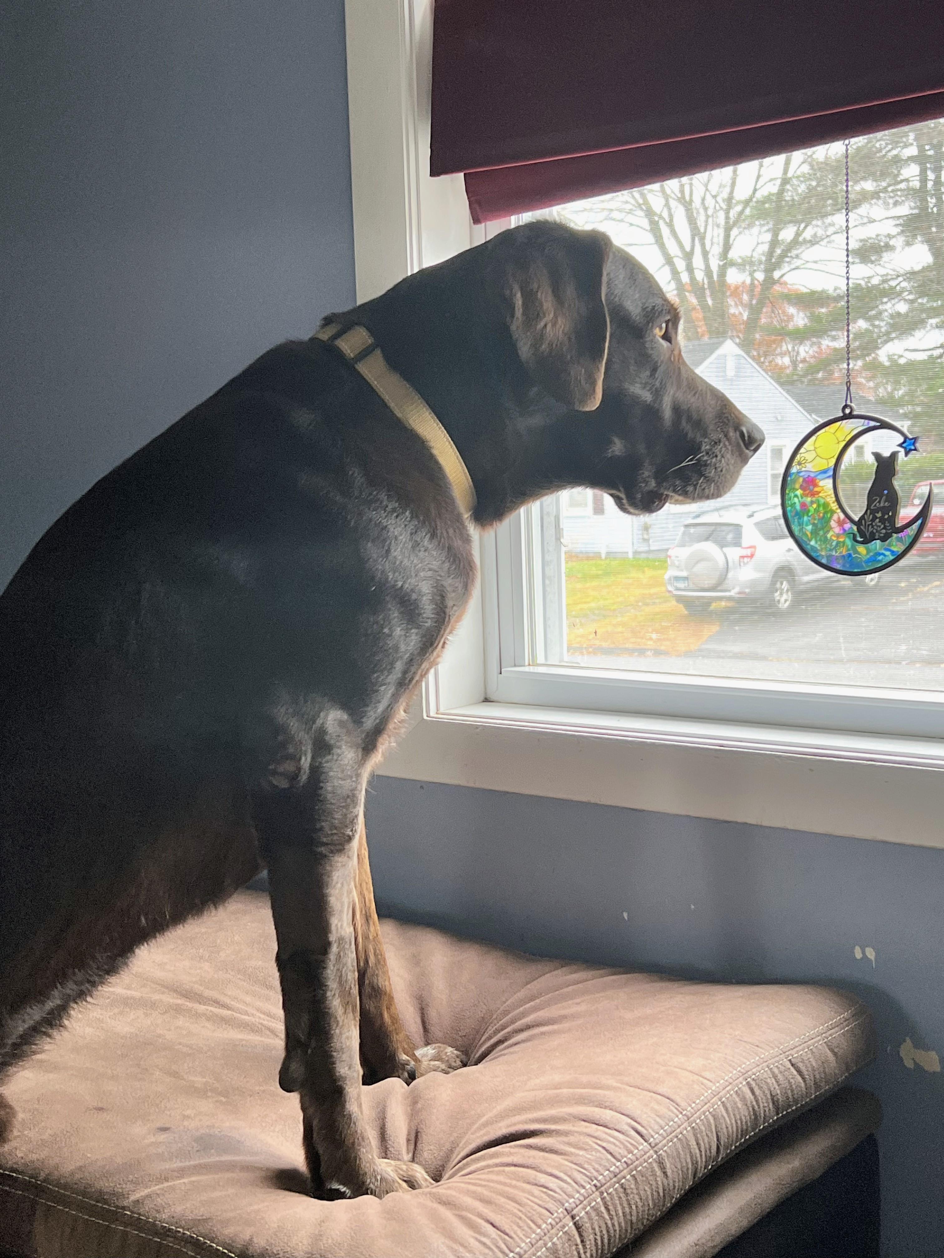 Tucker - Fostered in Connecticut