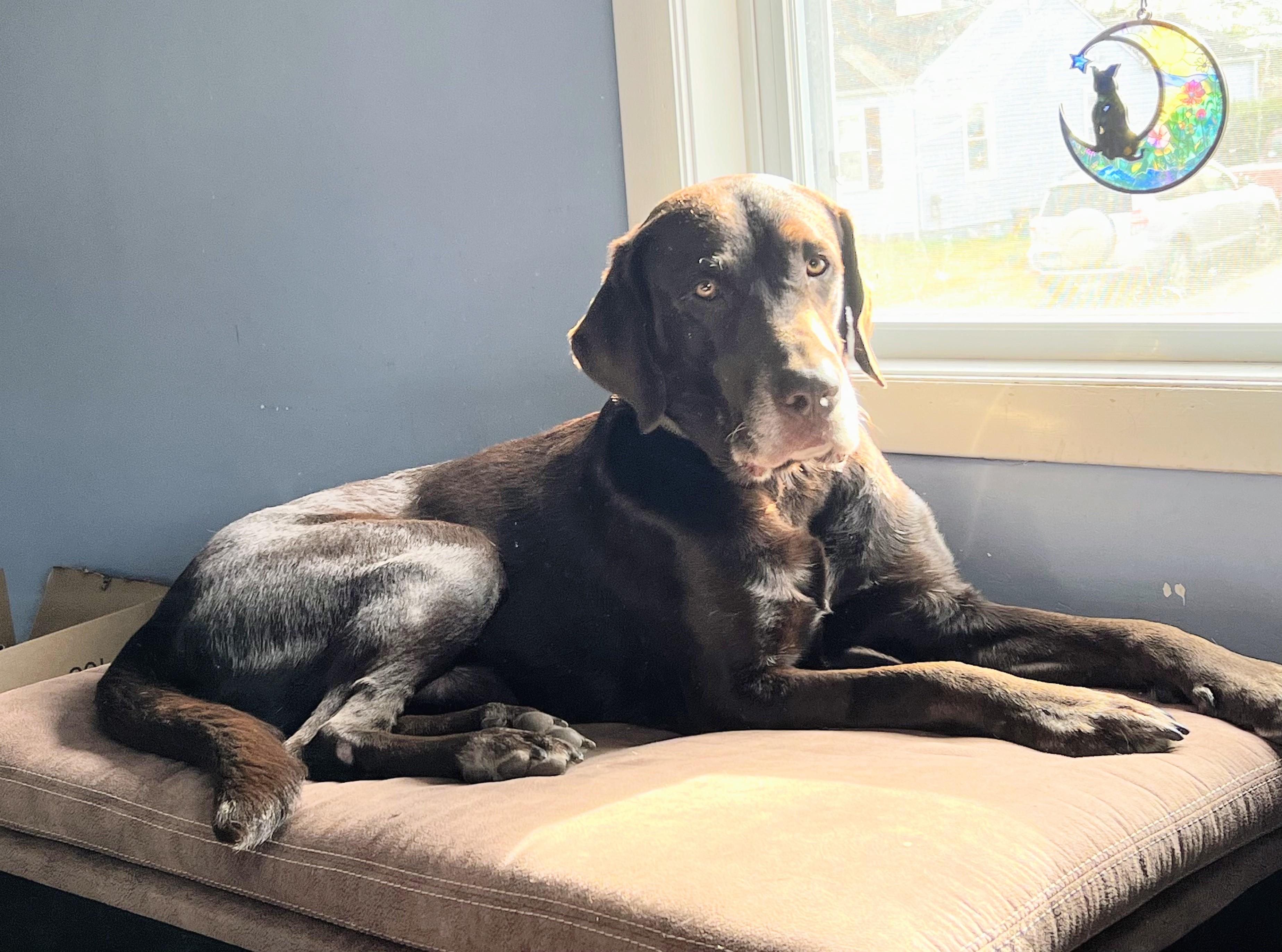 Tucker - Fostered in Connecticut