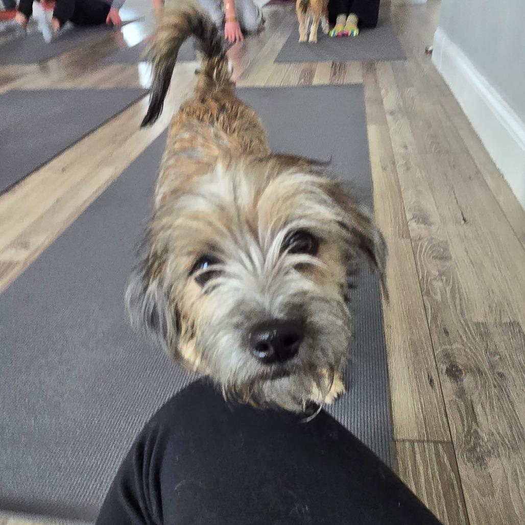 Wolfie, Adoptable, Young Male Terrier.