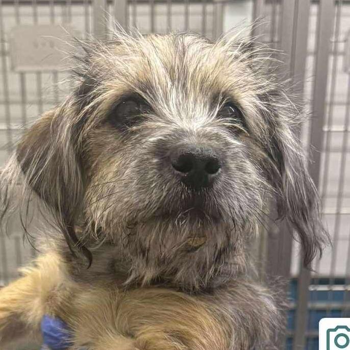 Enlarge Wolfie Girl, a Adoptable Terrier in Loves Park, IL image 1/4