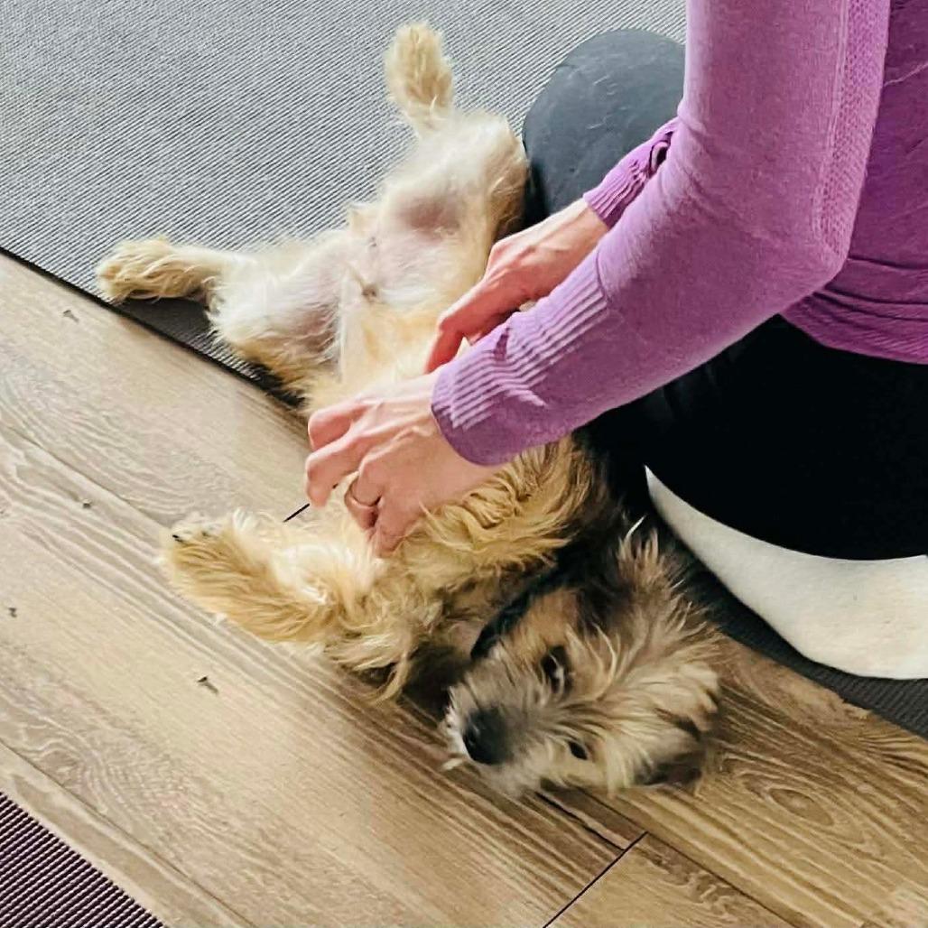 Enlarge Wolfie, a Adoptable Terrier in Loves Park, IL image 3/6