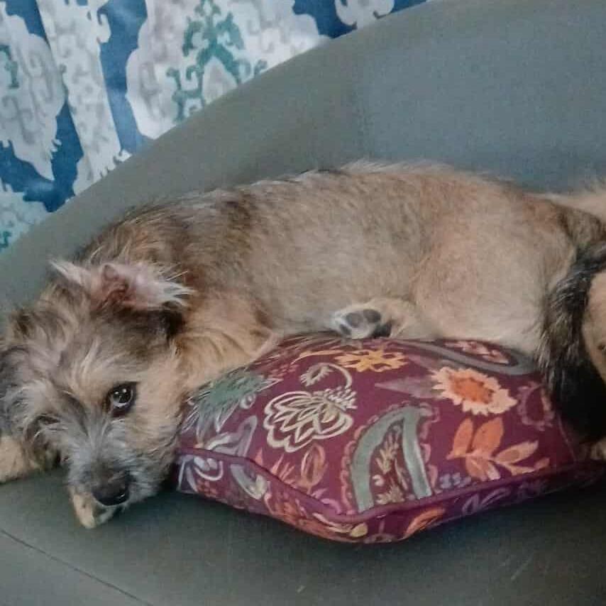 Enlarge Wolfie Girl, a Adoptable Terrier in Loves Park, IL image 2/4