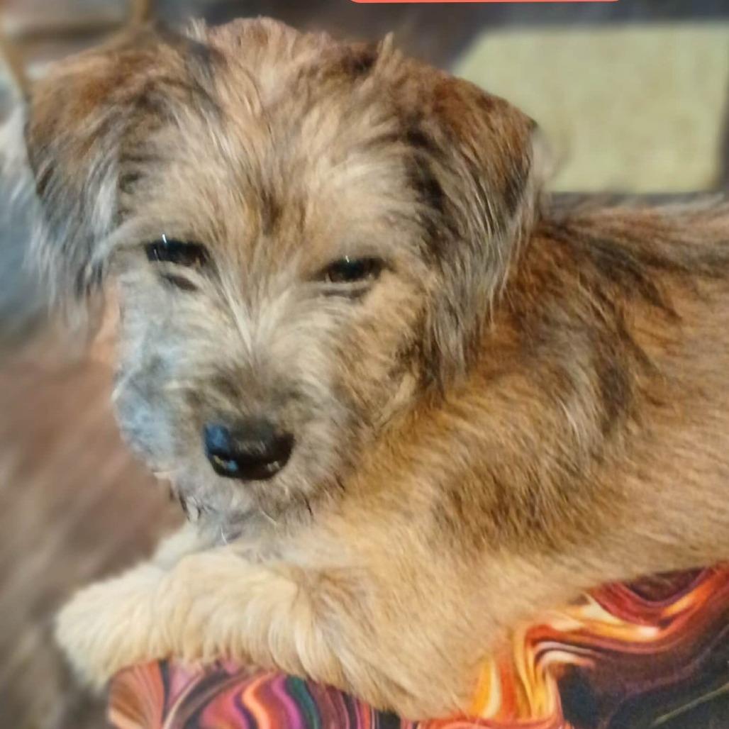 Enlarge Wolfie Girl, a Adoptable Terrier in Loves Park, IL image 3/4