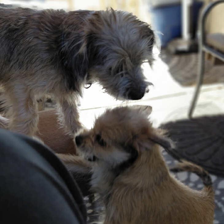 Enlarge Wolfie Girl, a Adoptable Terrier in Loves Park, IL image 4/4