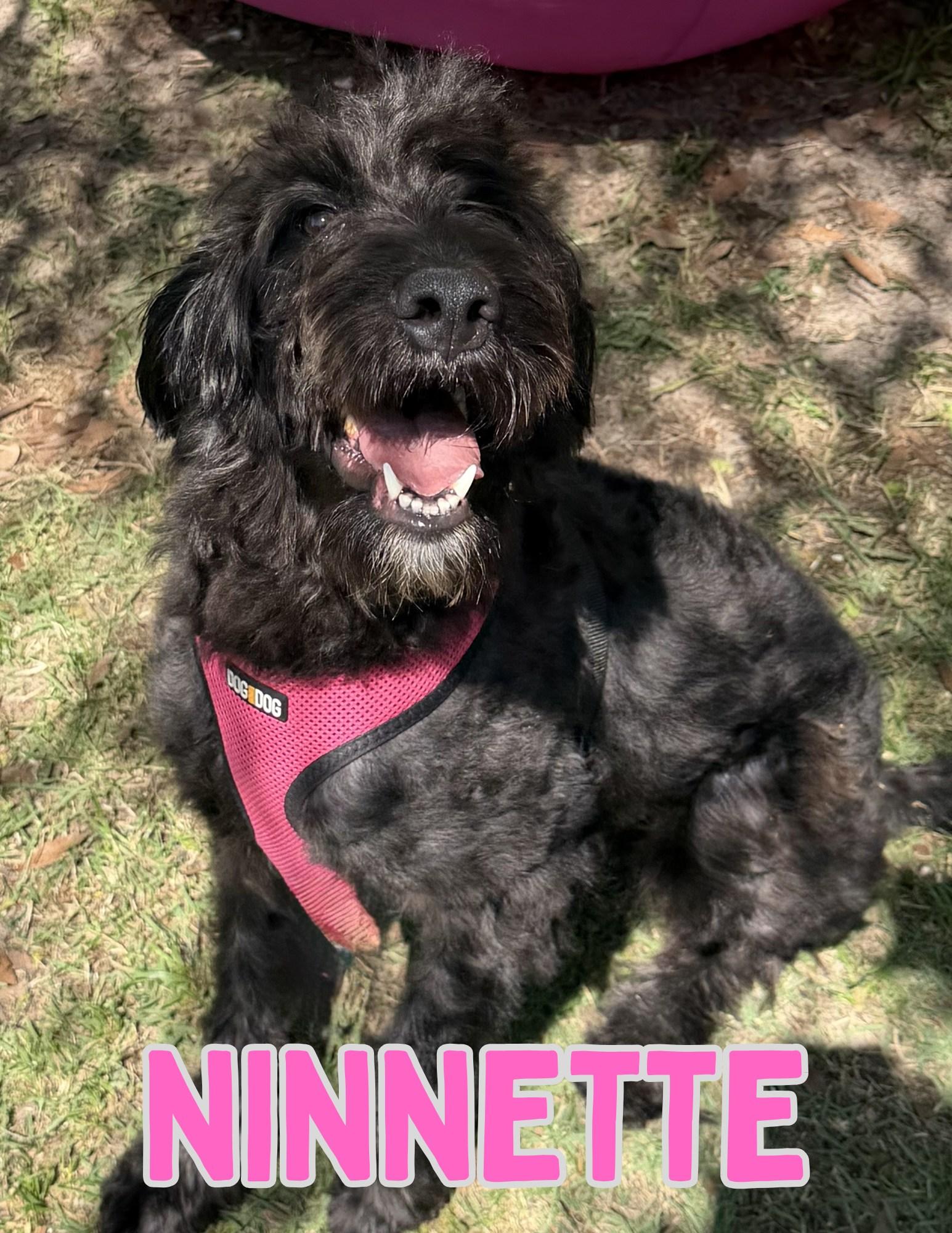 Enlarge Ninnette, a ADOPTABLE Labradoodle in Shalimar, FL image 1/1