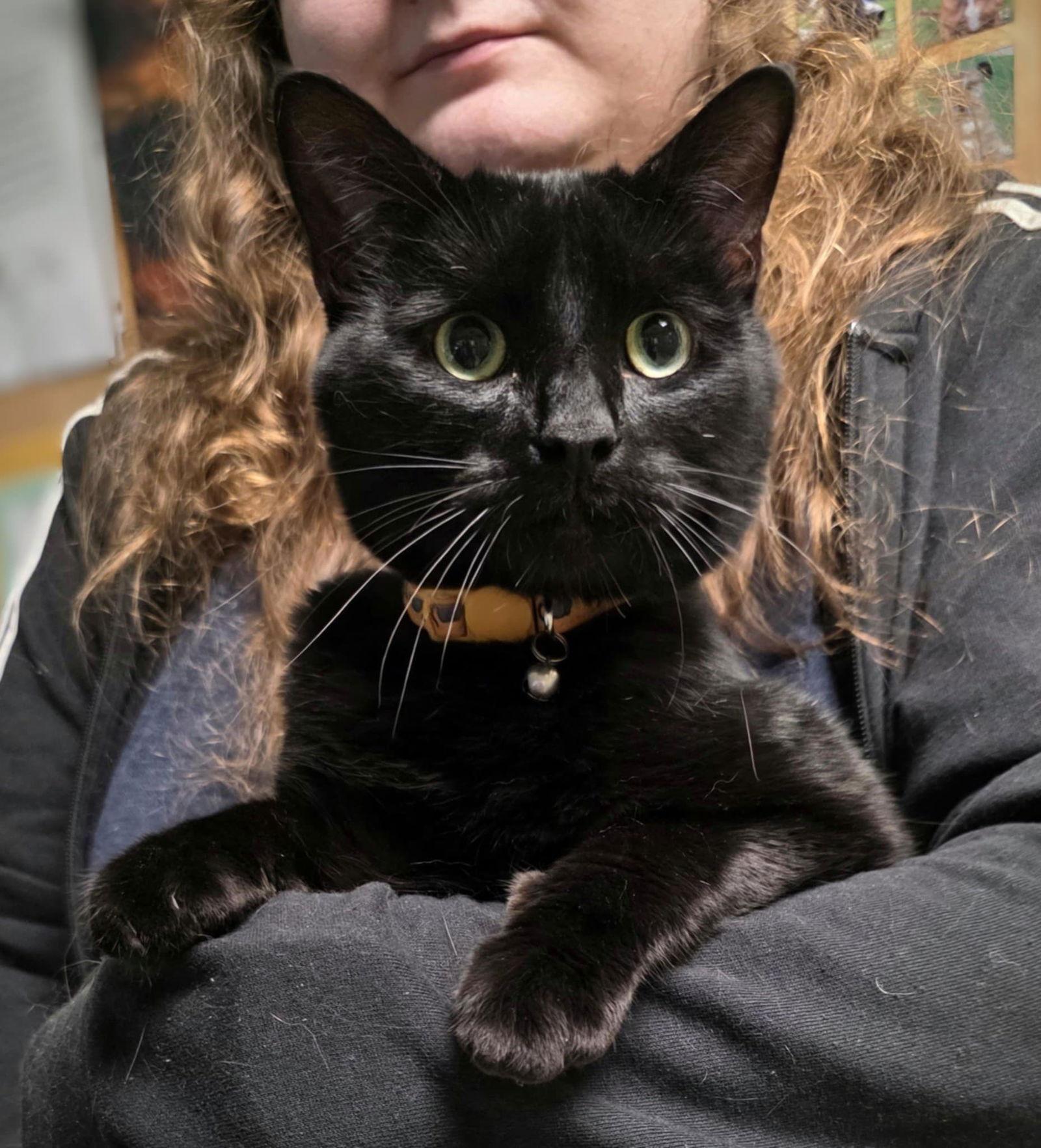 Grease, Adoptable, Adult Male Domestic Short Hair.