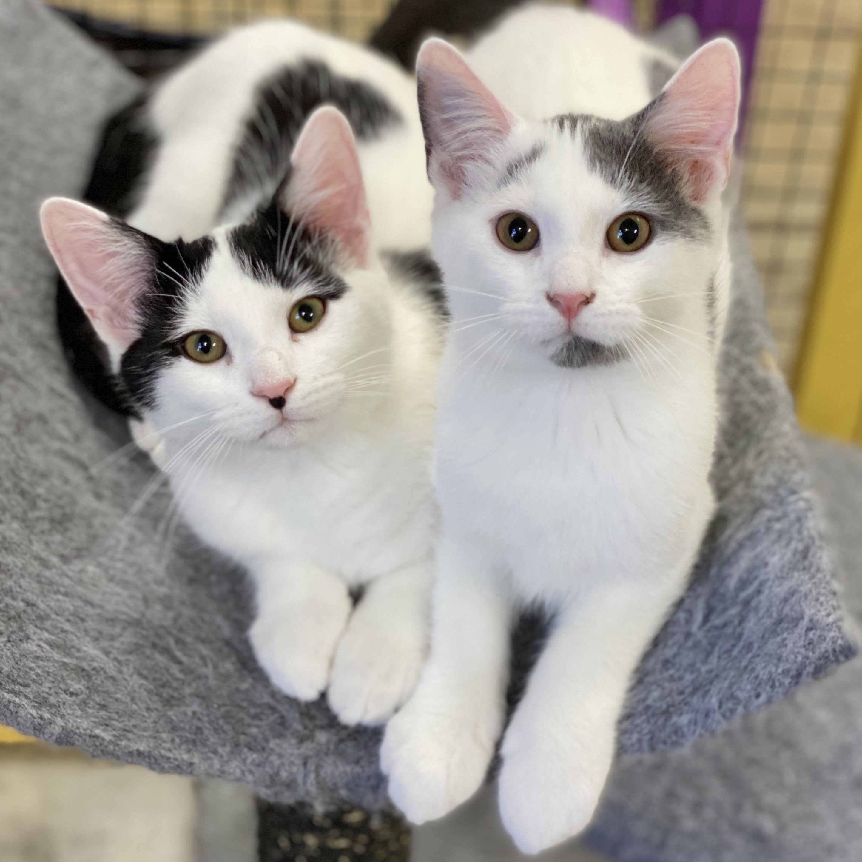 Parcheesi, a Adoptable Domestic Short Hair in Collierville, TN image 1/5