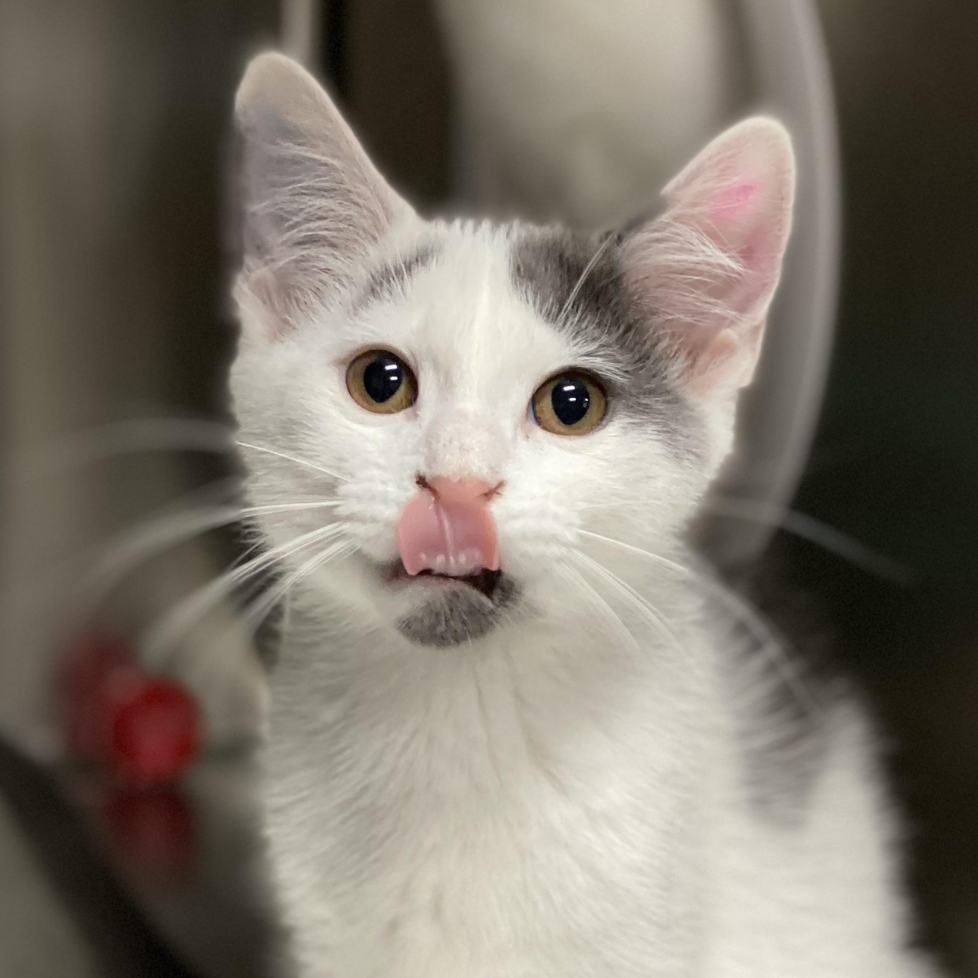 Parcheesi, a Adoptable Domestic Short Hair in Collierville, TN image 3/5