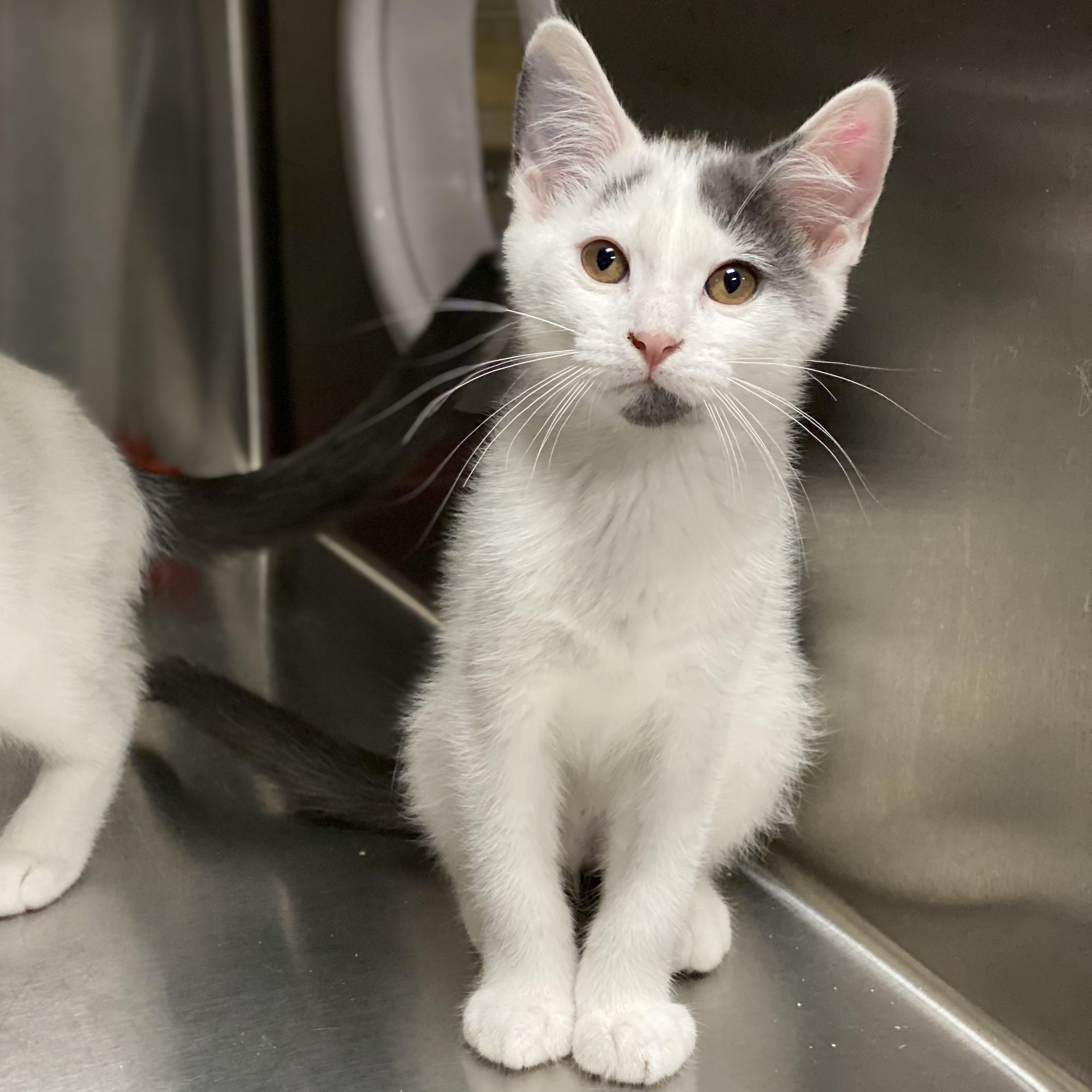 Parcheesi, a Adoptable Domestic Short Hair in Collierville, TN image 4/5