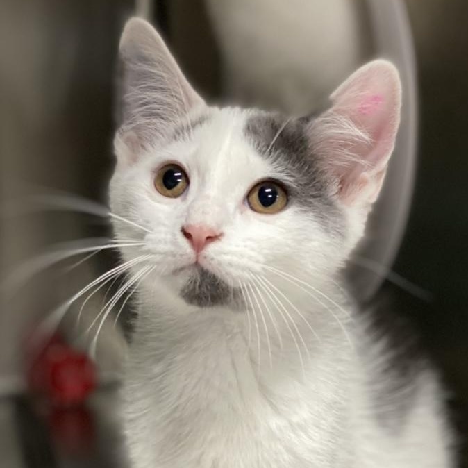 Parcheesi, a Adoptable Domestic Short Hair in Collierville, TN image 2/5