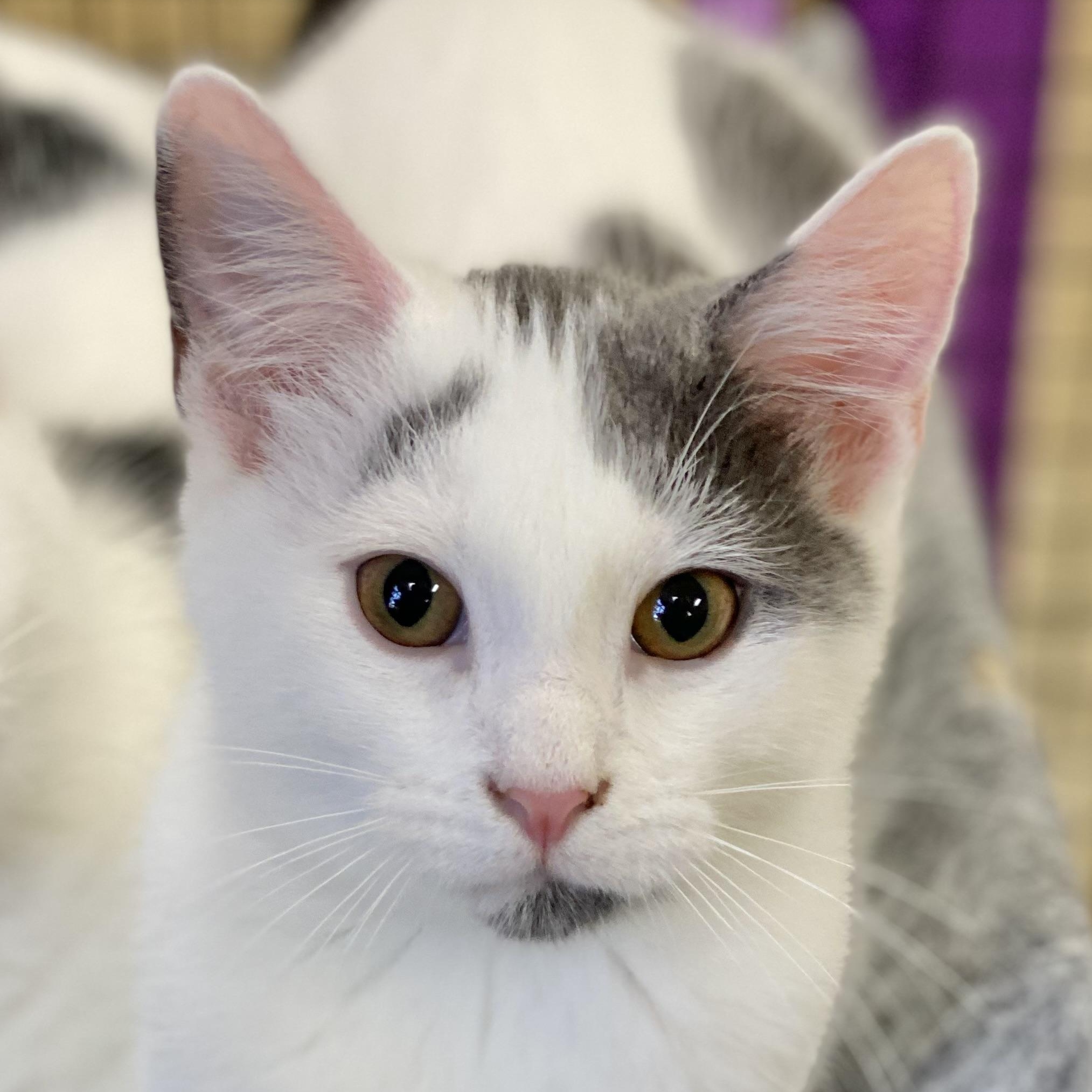 Parcheesi, a Adoptable Domestic Short Hair in Collierville, TN image 5/5