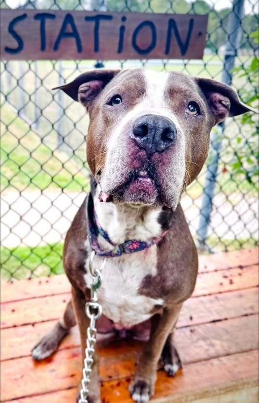 Roxy, Adoptable, Senior Female Terrier & Mixed Breed.