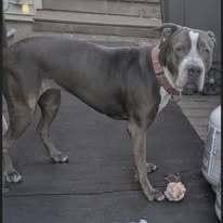 Roxy, a Adoptable mixed breed in Huntington, NY image 2/3