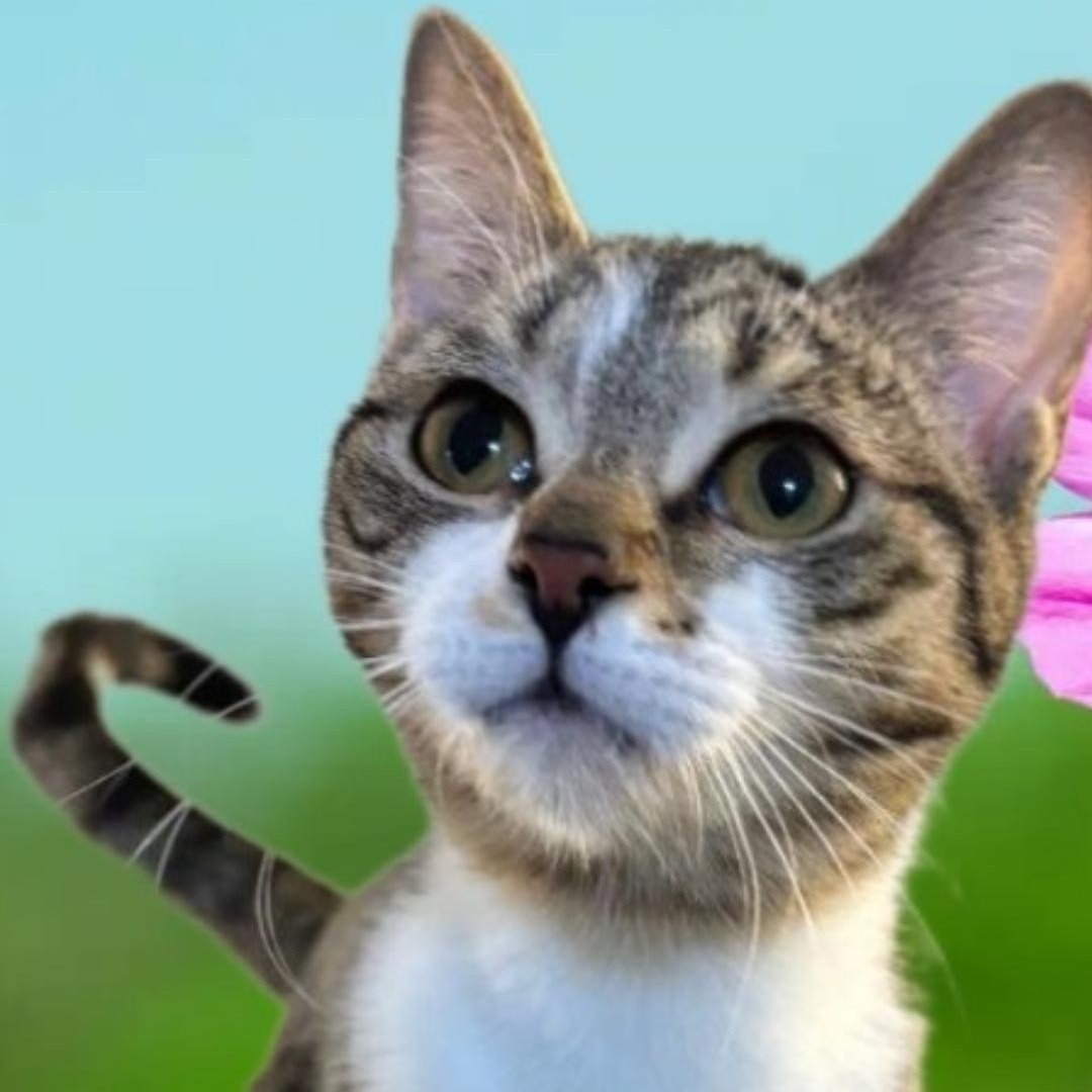 Enlarge MEET LIA...WILL YOU BE MY NEW FAMILY & MAKE MY DREAMS COME TRUE ....YOUNG SWEET TABBY GIRL, a Adopted mixed breed in London, ON image 3/6