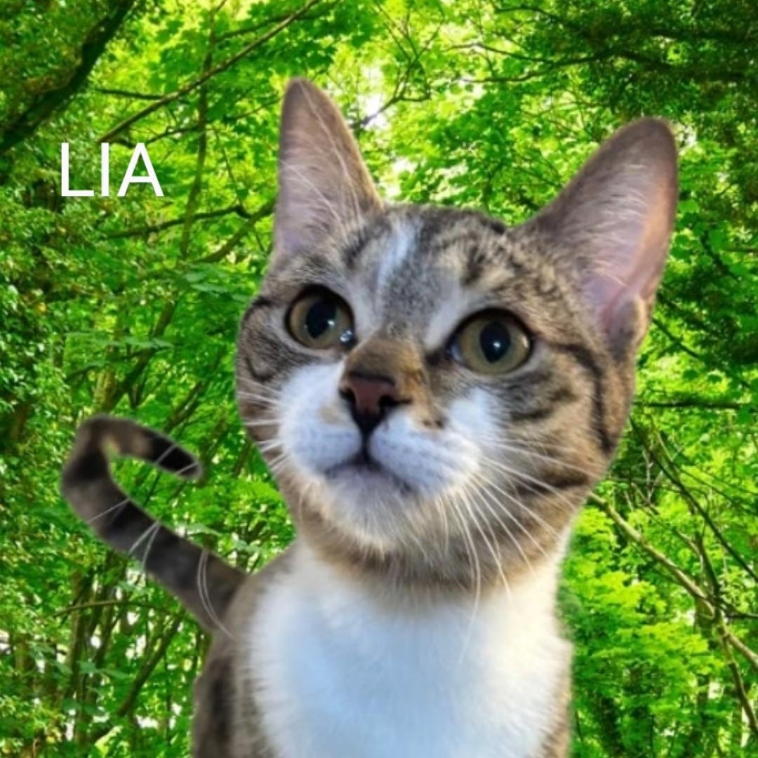 MEET LIA...WILL YOU BE MY NEW FAMILY & MAKE MY DREAMS COME TRUE ....YOUNG SWEET TABBY GIRL