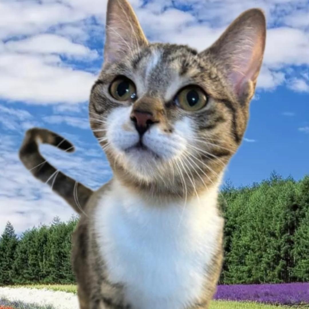 MEET LIA...WILL YOU BE MY NEW FAMILY & MAKE MY DREAMS COME TRUE ....YOUNG SWEET TABBY GIRL