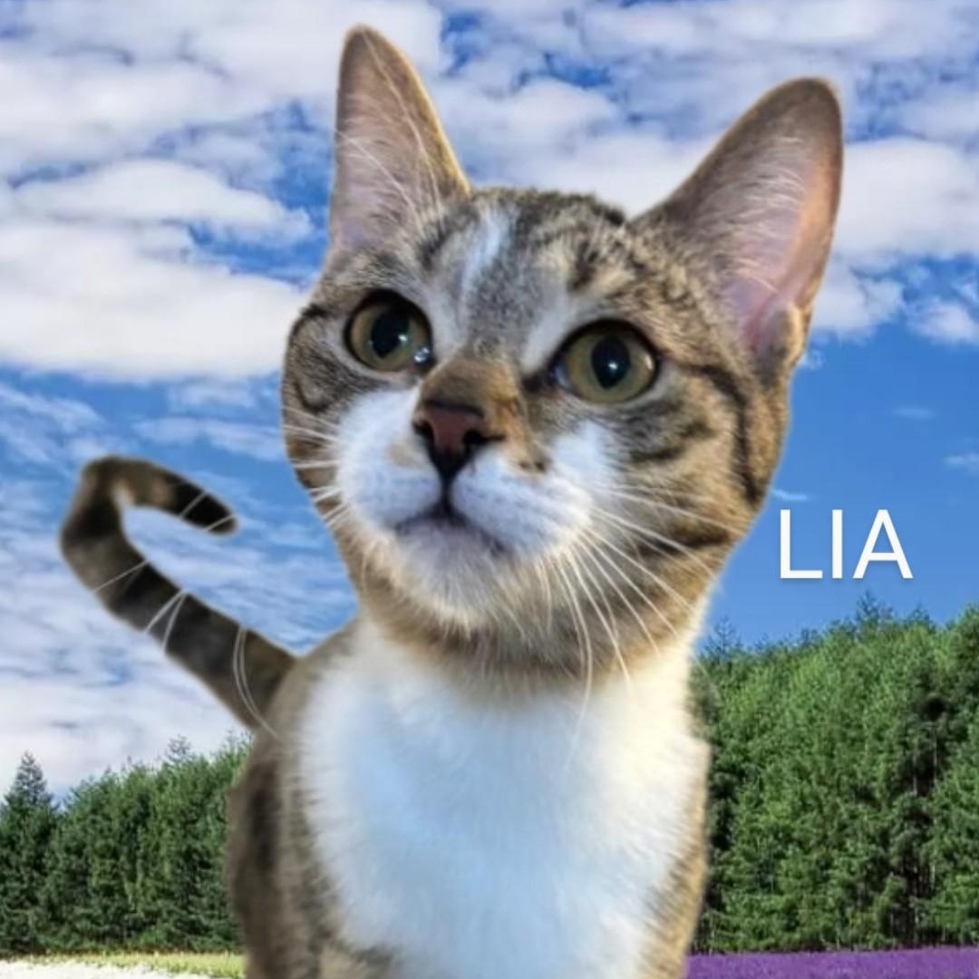 MEET LIA...WILL YOU BE MY NEW FAMILY & MAKE MY DREAMS COME TRUE ....YOUNG SWEET TABBY GIRL