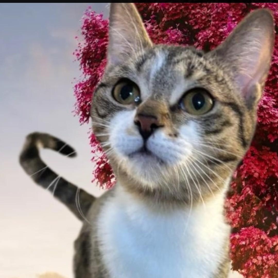 MEET LIA...WILL YOU BE MY NEW FAMILY & MAKE MY DREAMS COME TRUE ....YOUNG SWEET TABBY GIRL