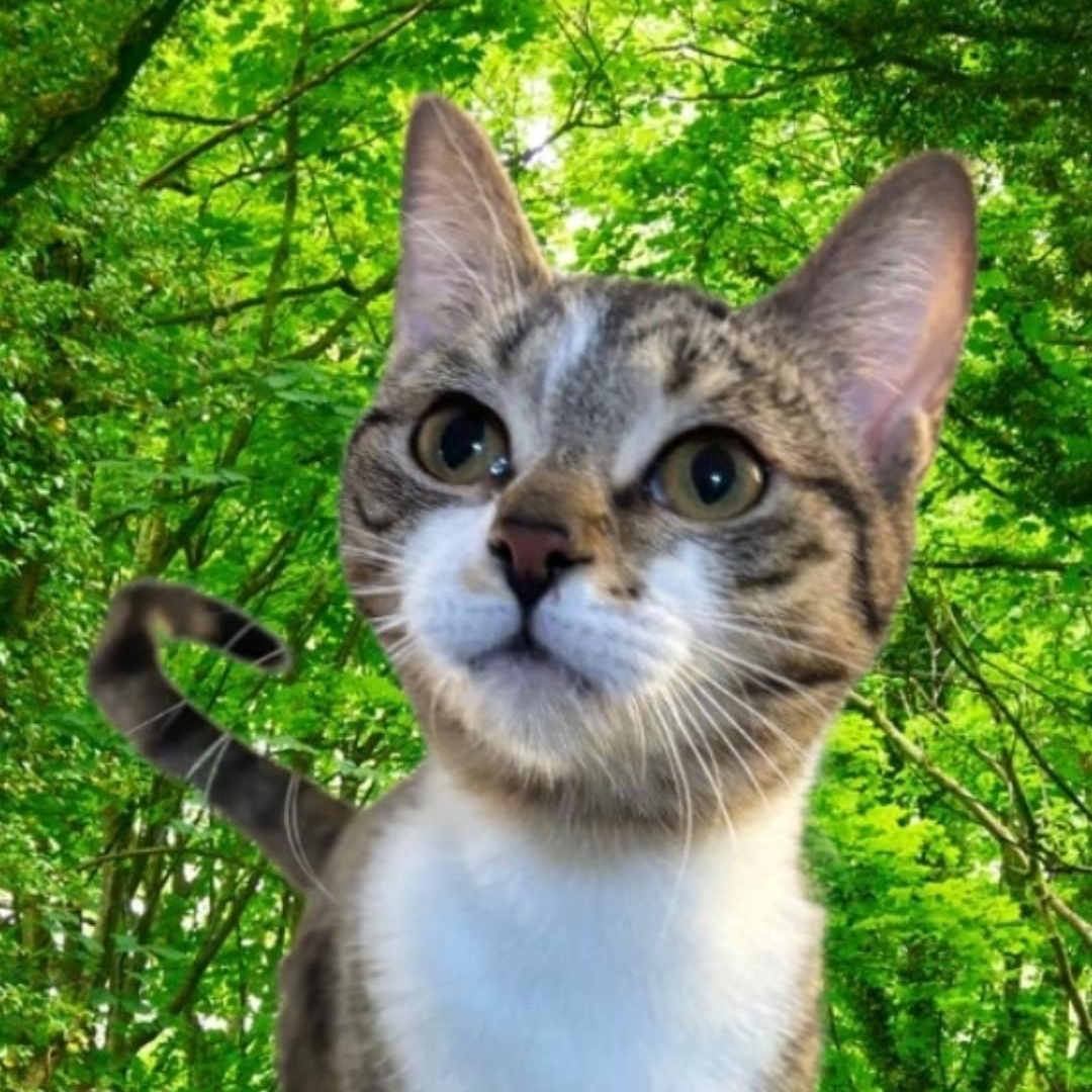 Enlarge MEET LIA...WILL YOU BE MY NEW FAMILY & MAKE MY DREAMS COME TRUE ....YOUNG SWEET TABBY GIRL, a Adopted mixed breed in London, ON image 6/6