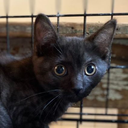 Pebble, an adoptable Domestic Short Hair in Bethel, CT, 06801 | Photo Image 3