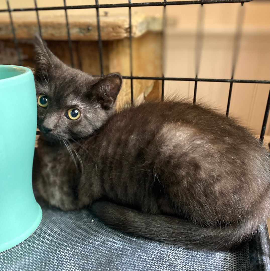 Pebble, an adoptable Domestic Short Hair in Bethel, CT, 06801 | Photo Image 2